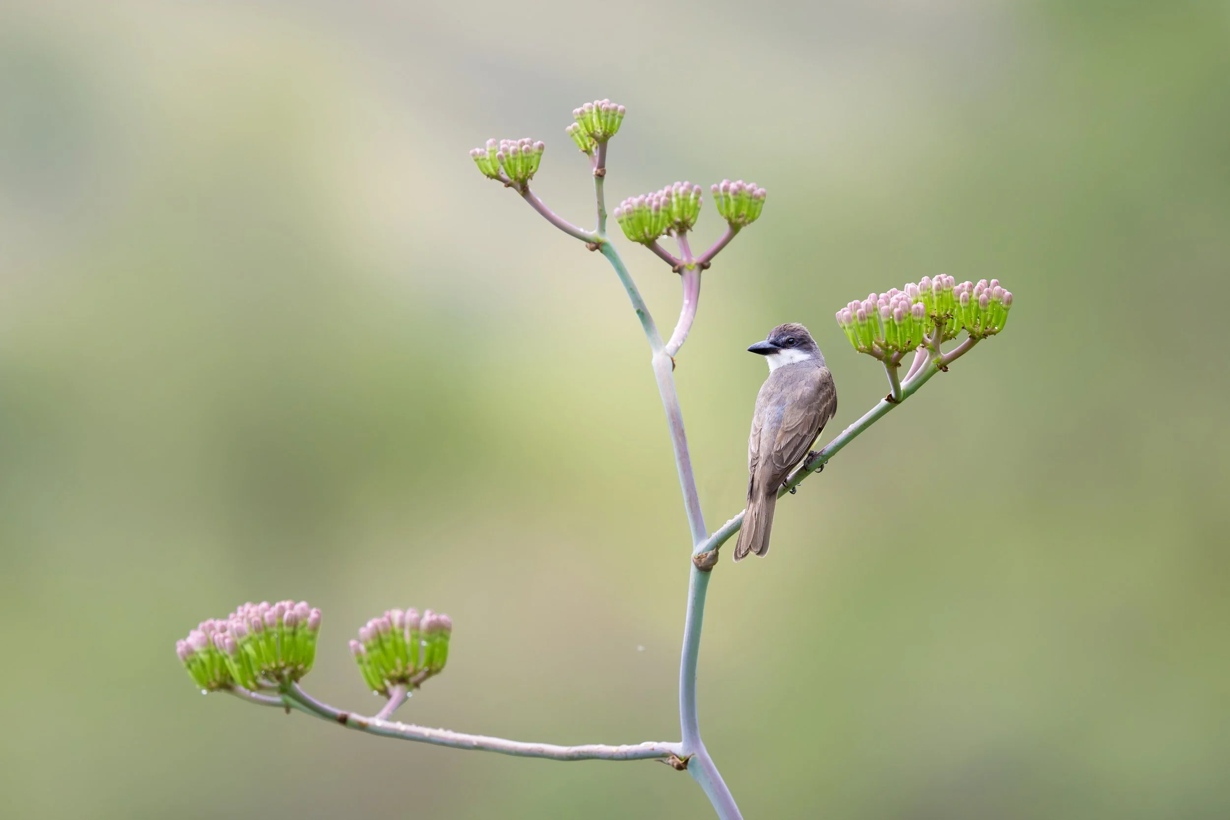 thick-billed_kingbird_041_1109b.jpg