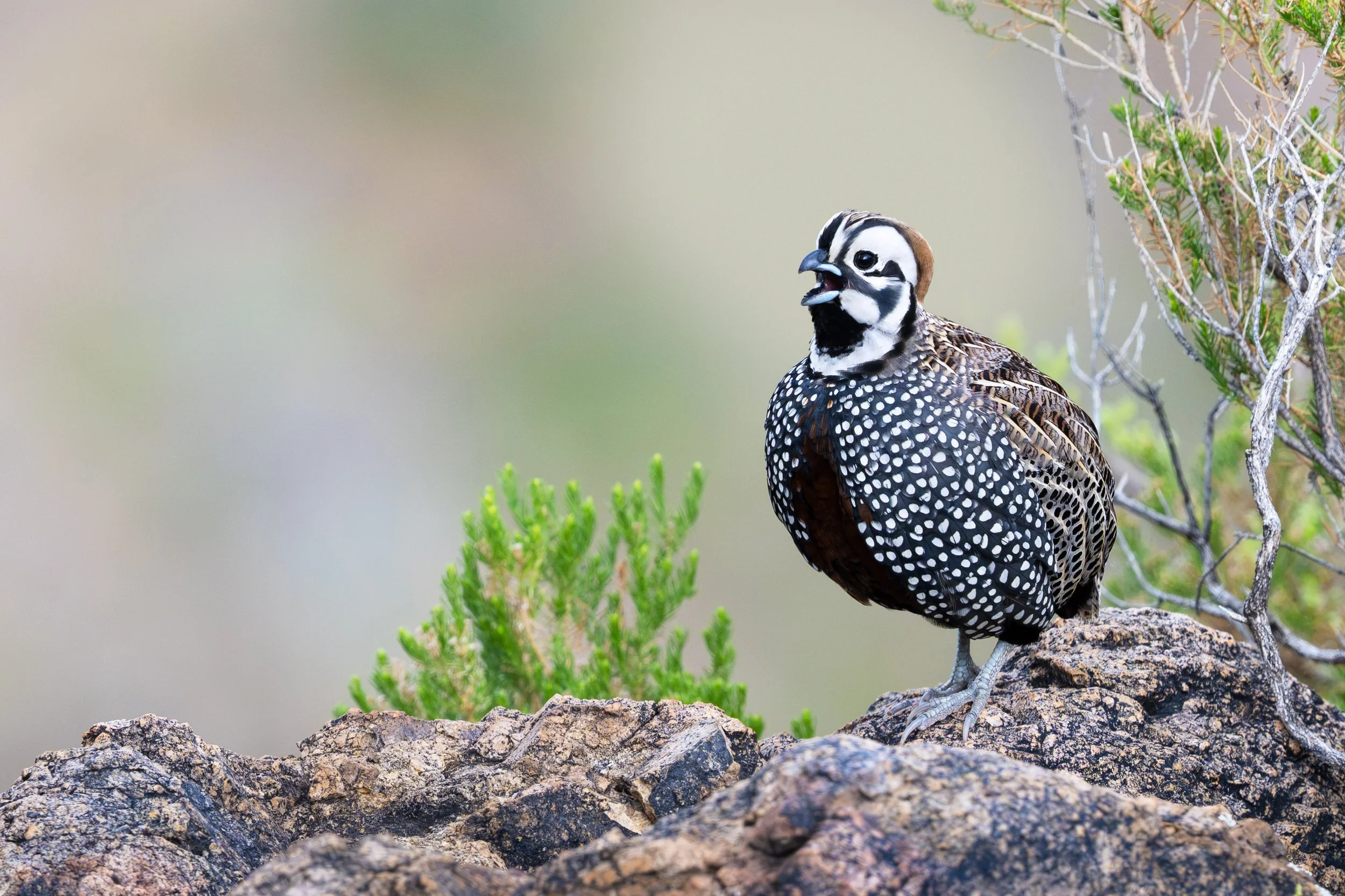 montezuma_quail_041_8218-Edit.jpg