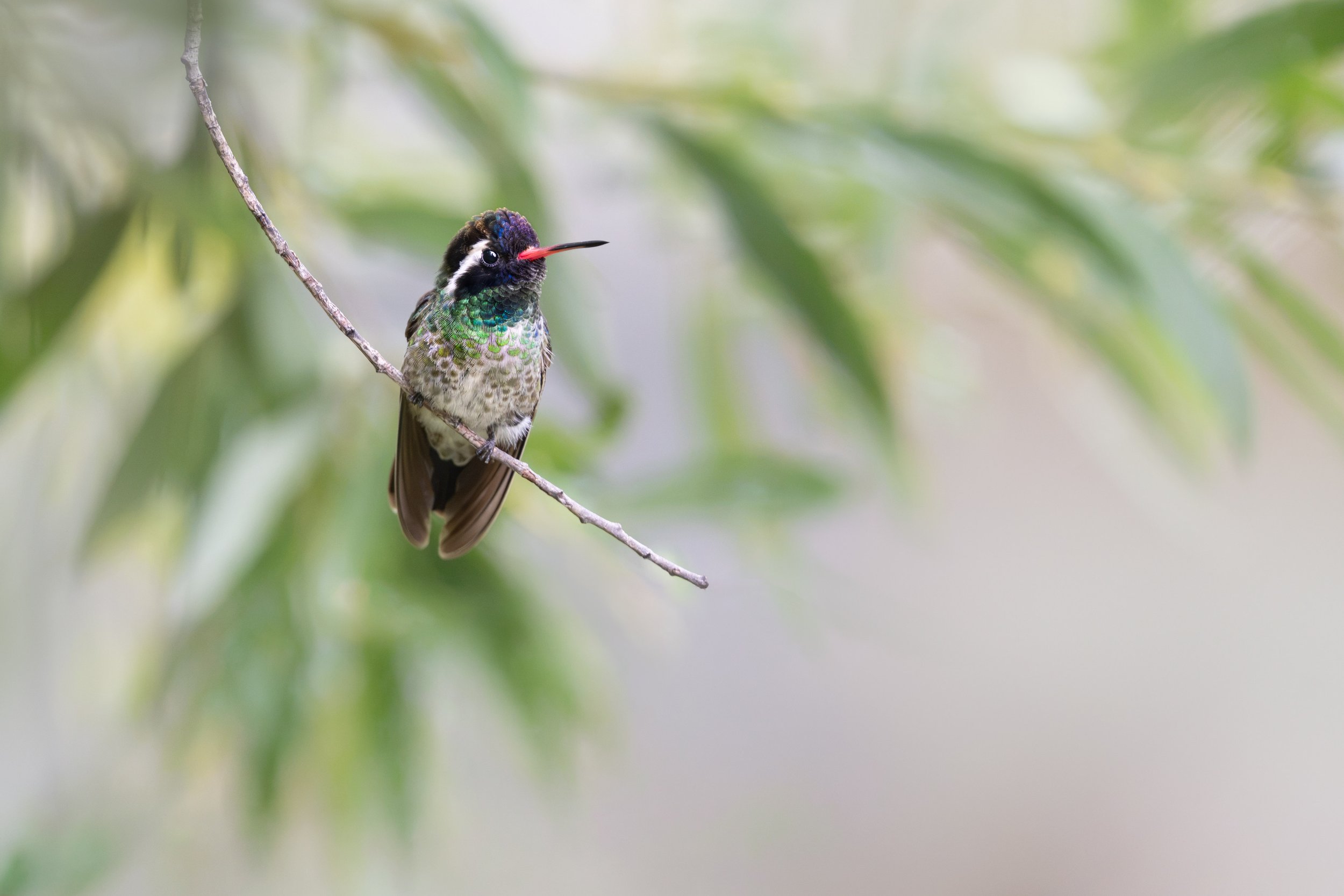 white-eared_hummingbird_041_1896-Edit.jpg