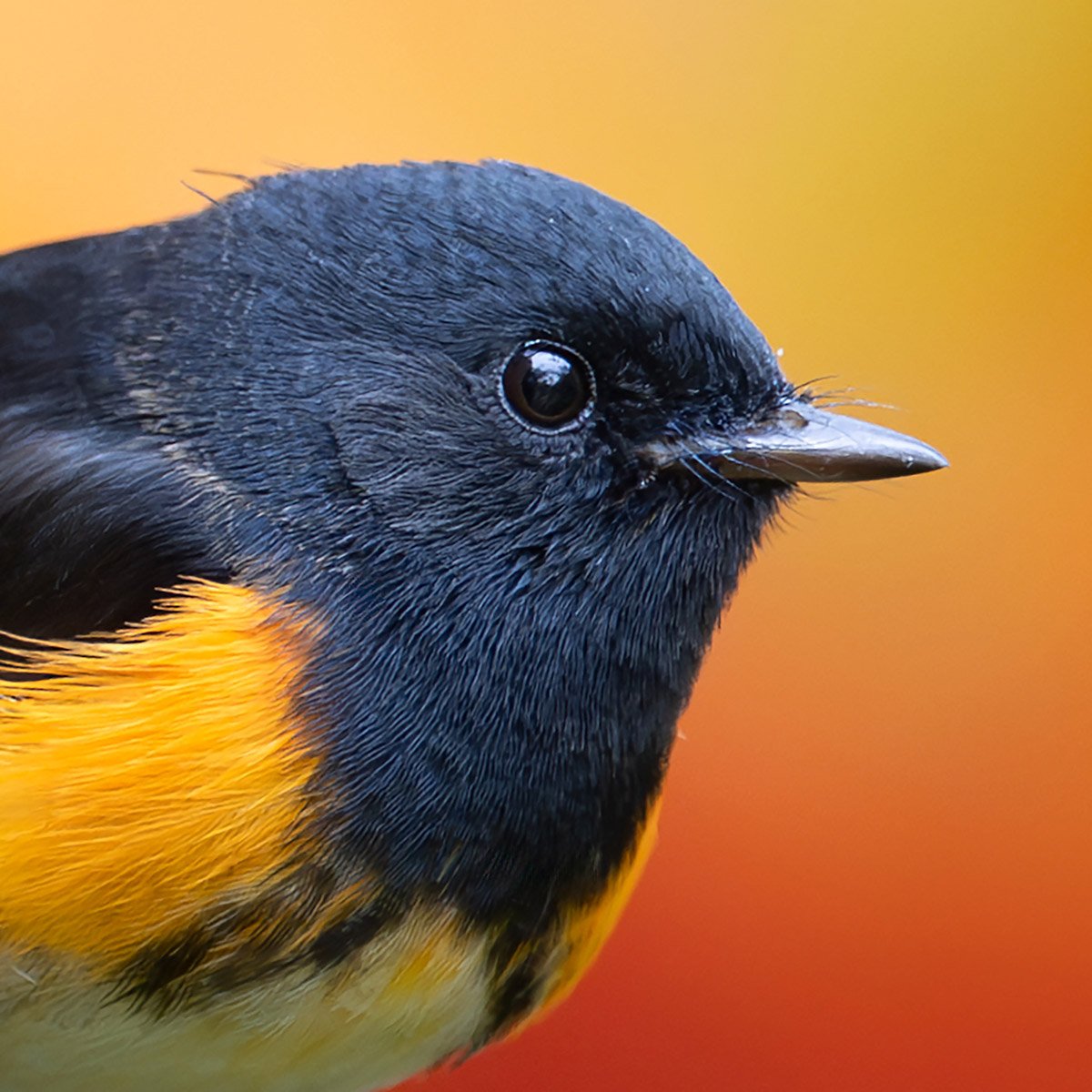 fall_songbirds_icon_c2a_3k.jpg