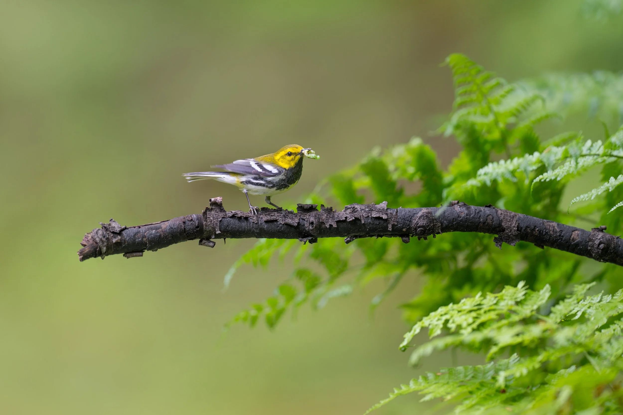black-throated_green_warbler_038b.jpg