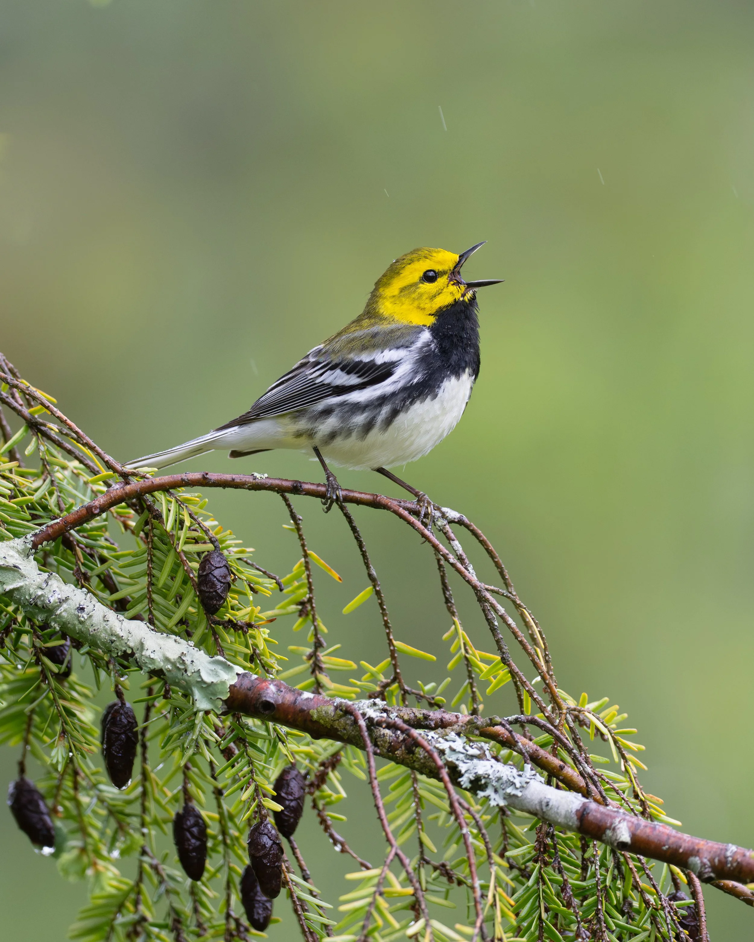 black-throated_green_warbler_038_3538-Edit.jpg