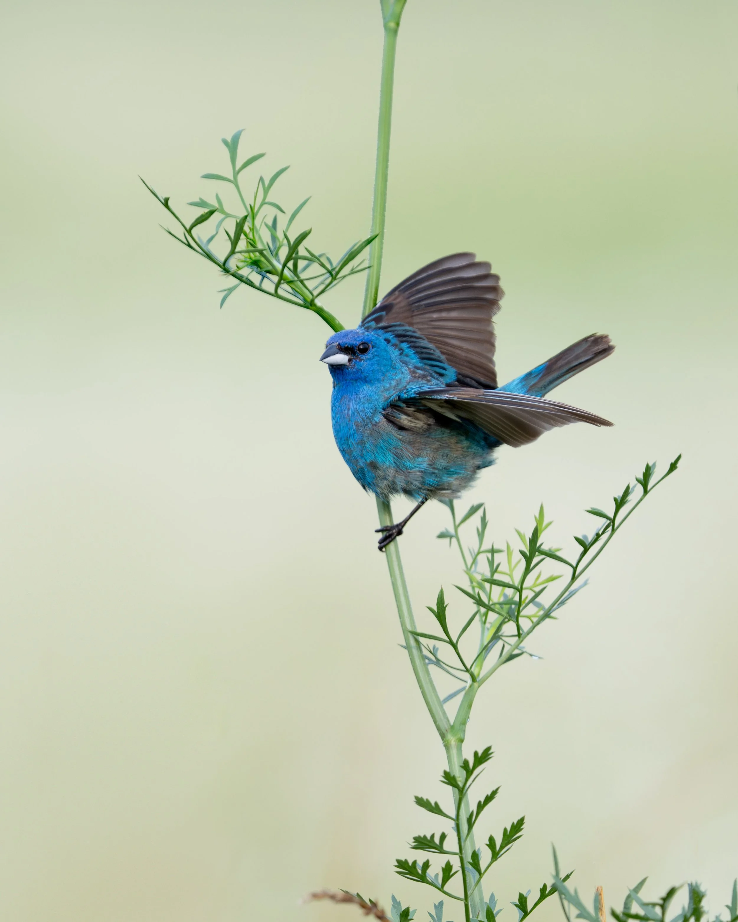 indigo_bunting_040_0311-Edit.JPG