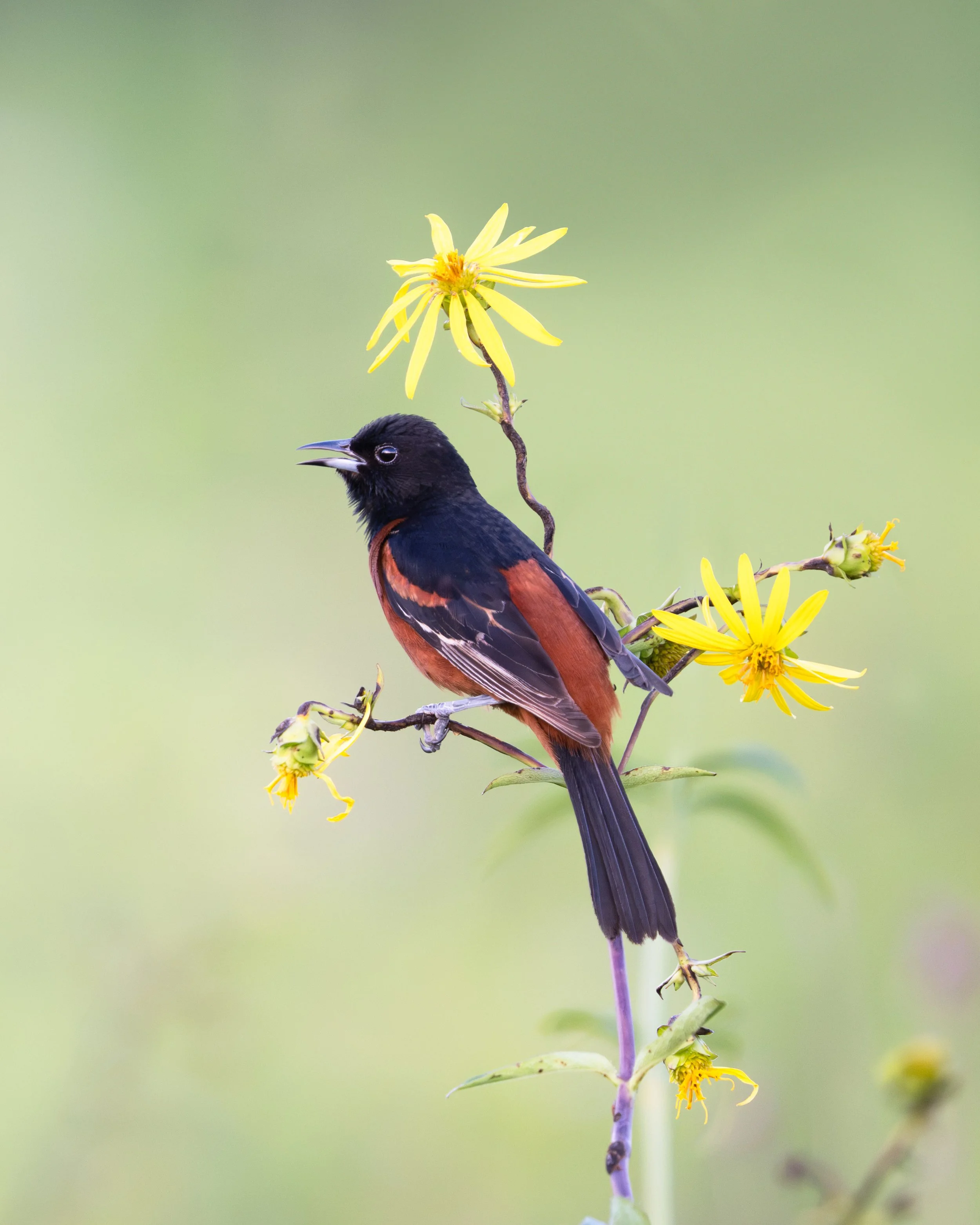 orchard_oriole_040_9351-Edit.JPG