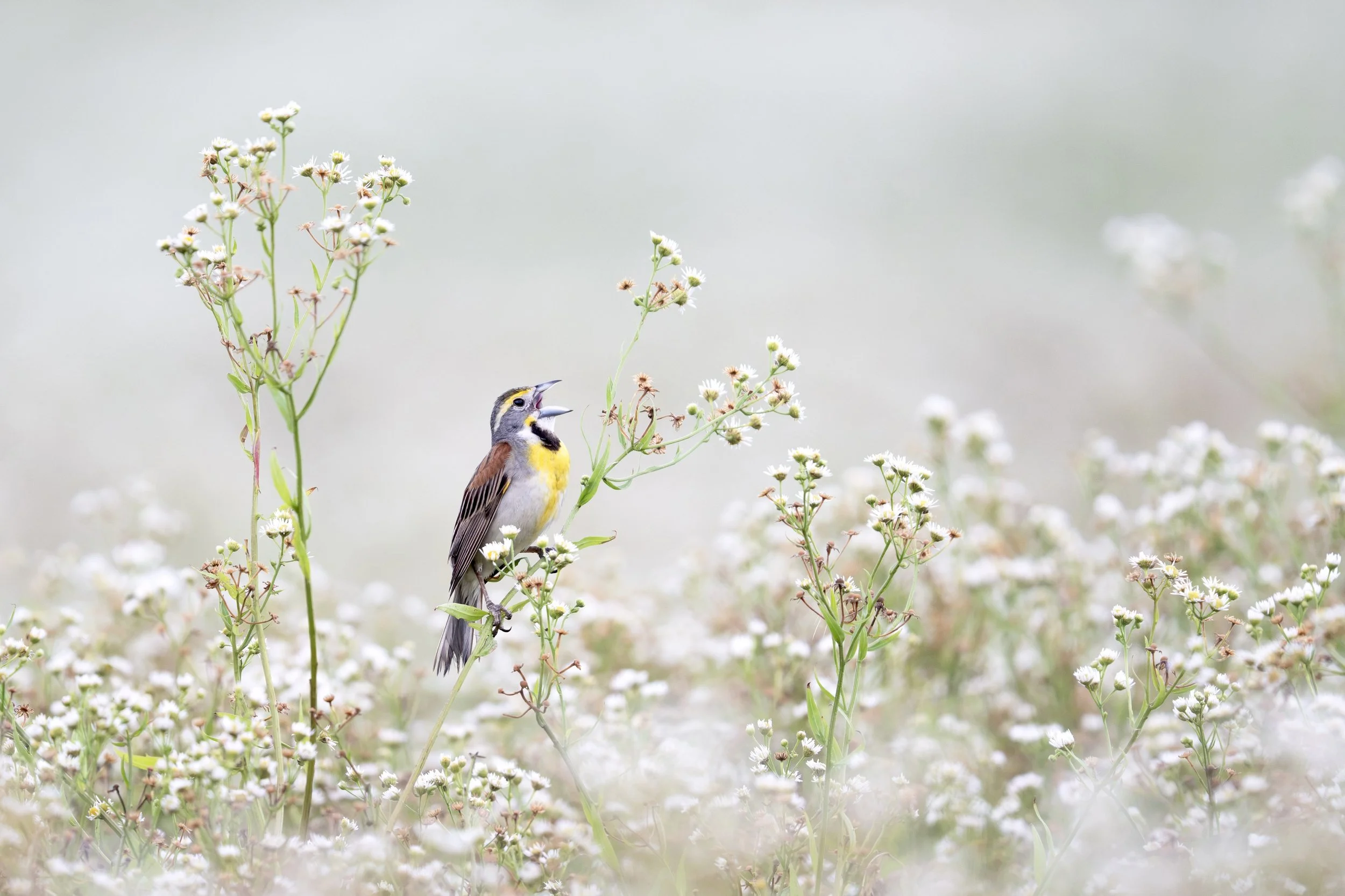 dickcissel_040_9620-Edit.jpg