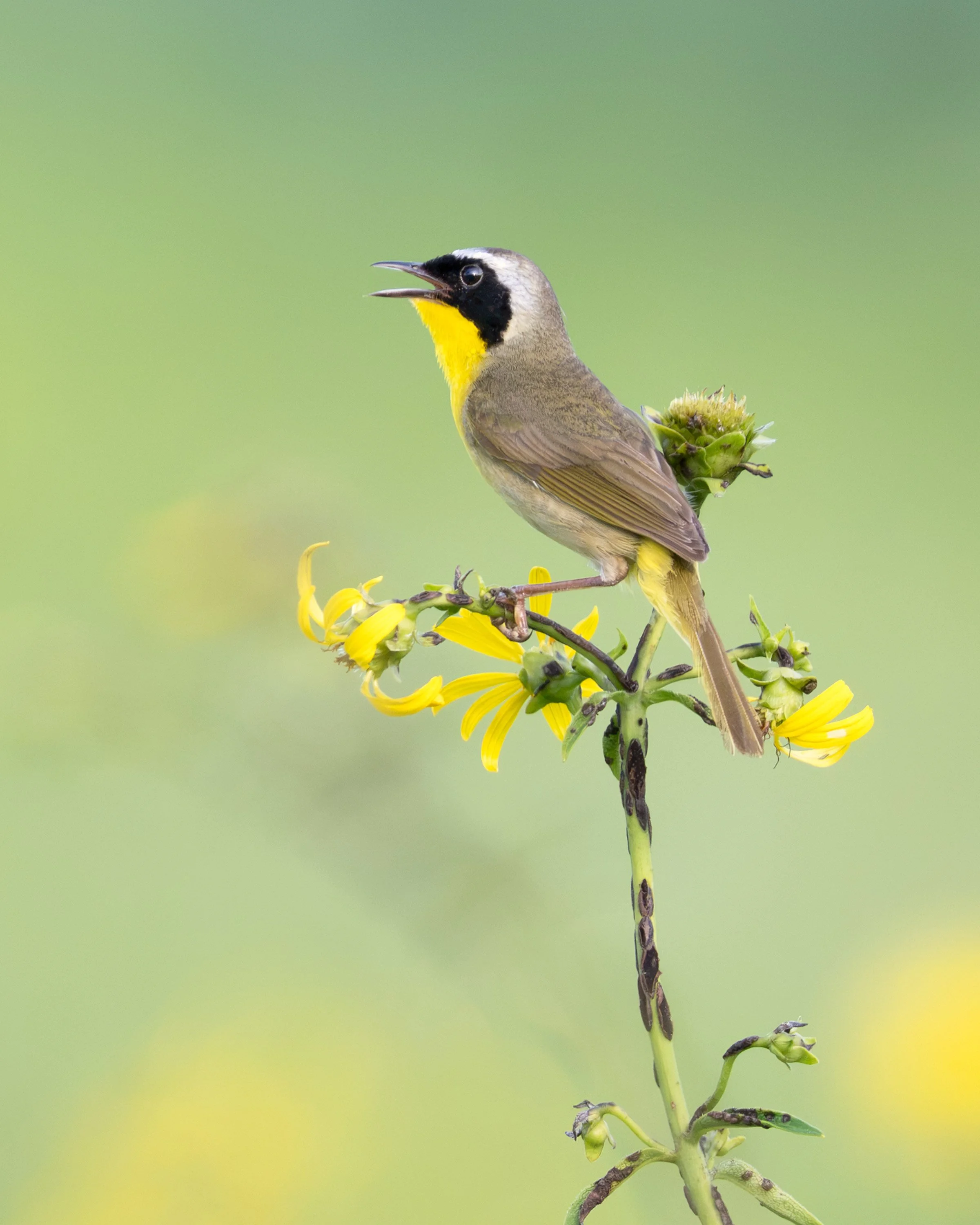 common_yellowthroat_040_8764-Edit.JPG