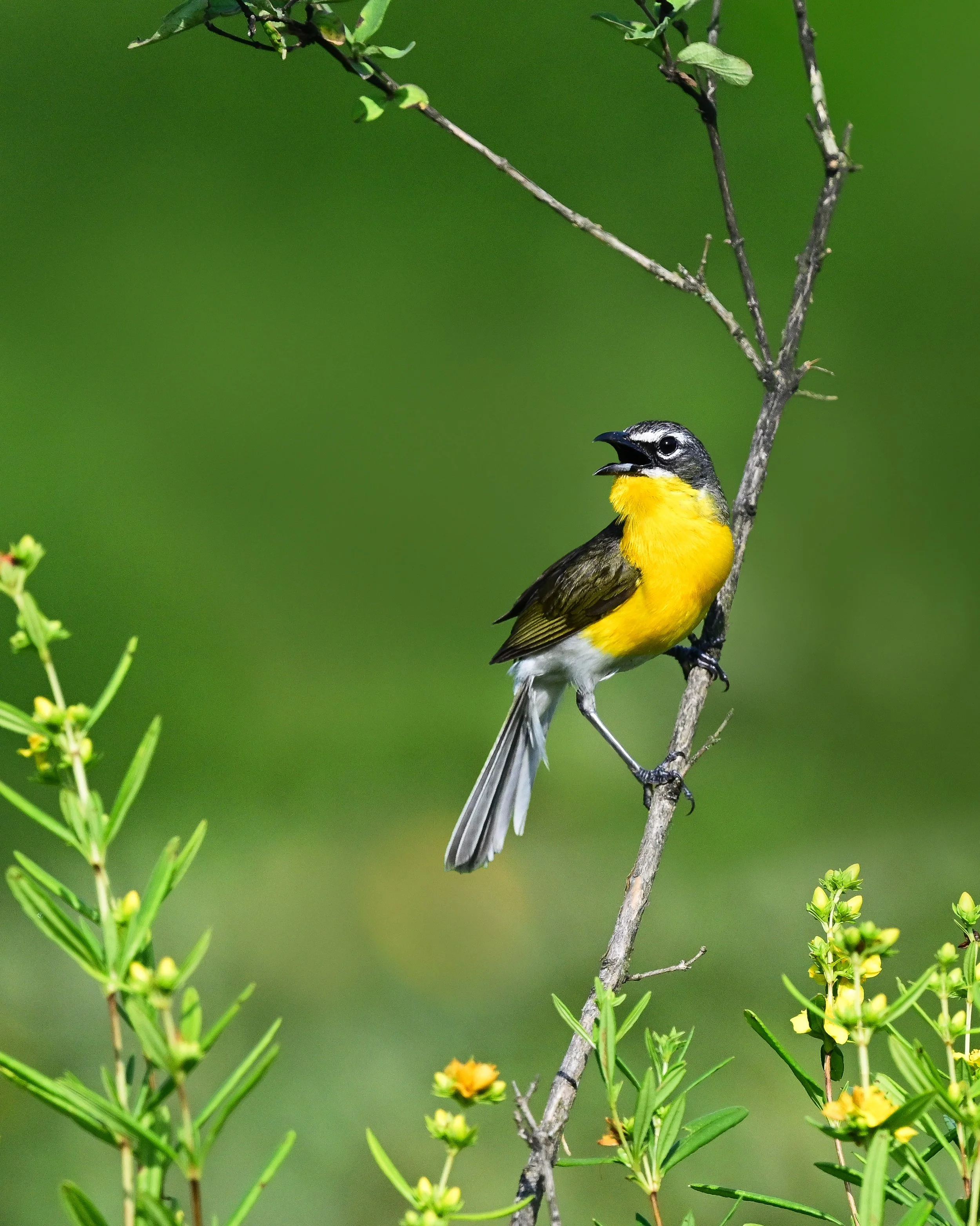yellow-breasted_chat_040_4851-4x5.JPG