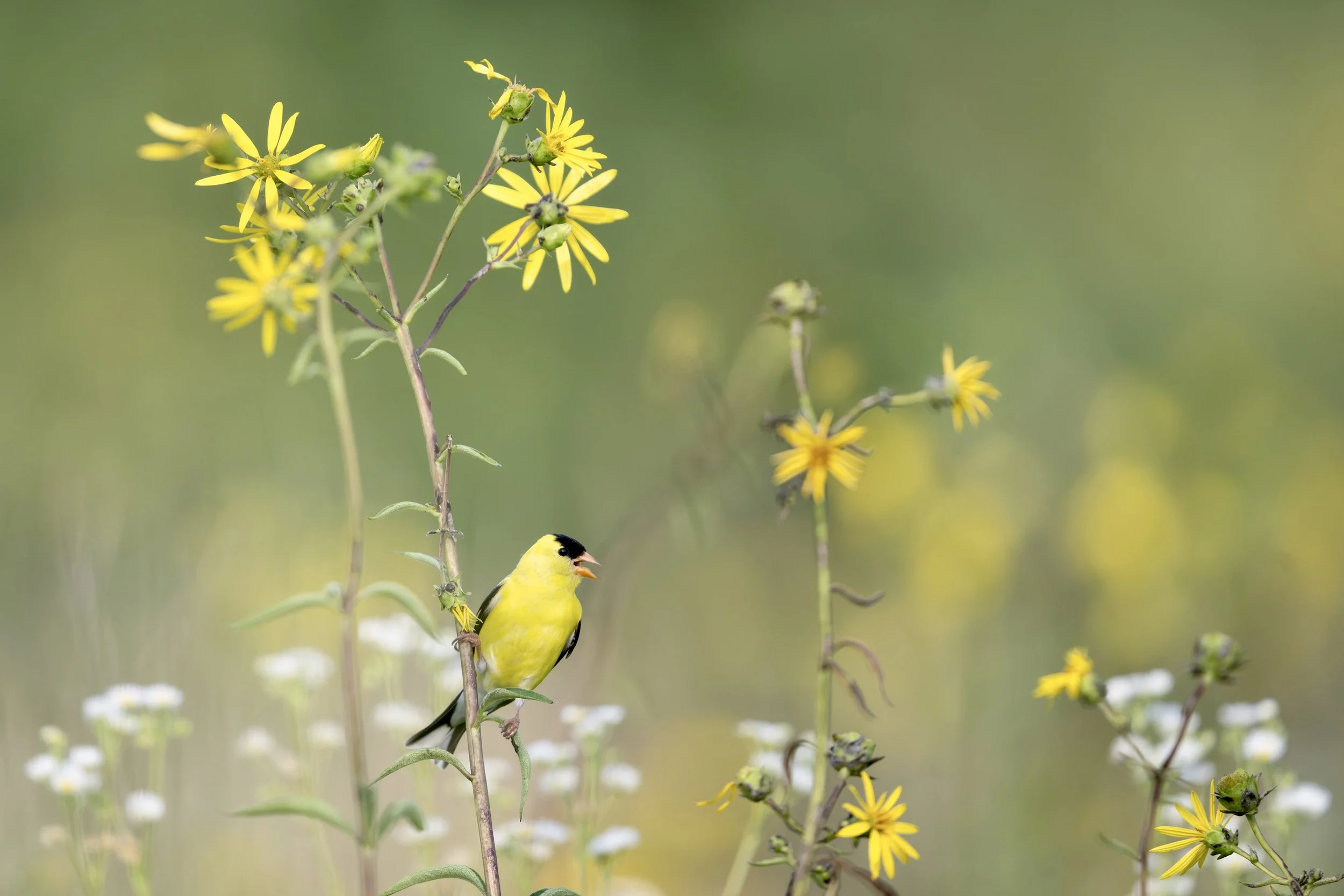 american_goldfinch_040_8505-Edit.jpg
