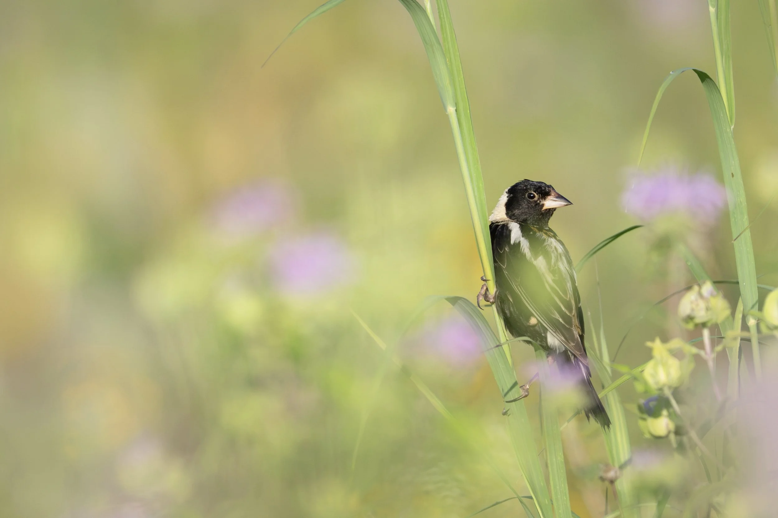bobolink_040_7961-Edit.jpg