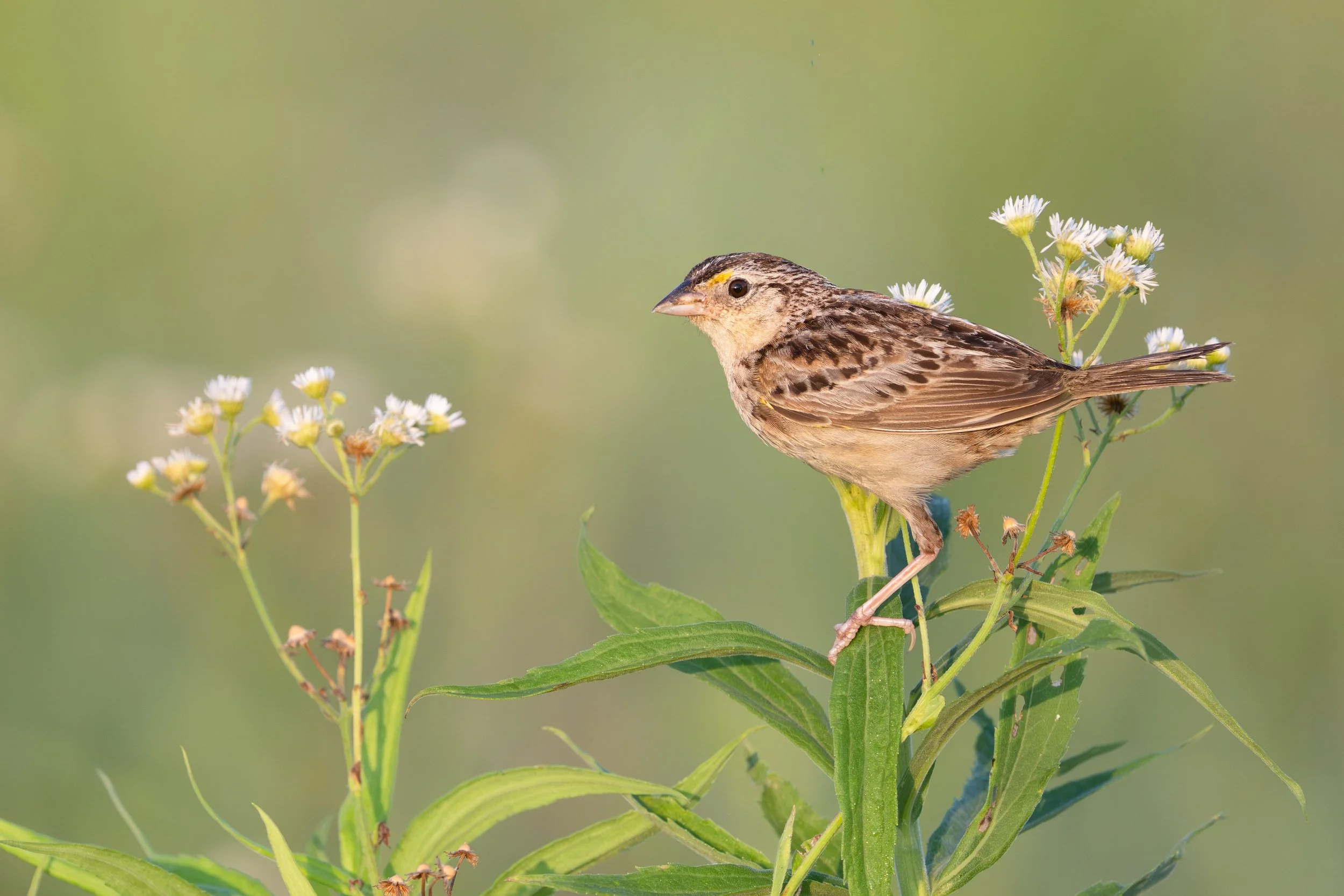 grasshopper_sparrow_040_7727-Edit.JPG