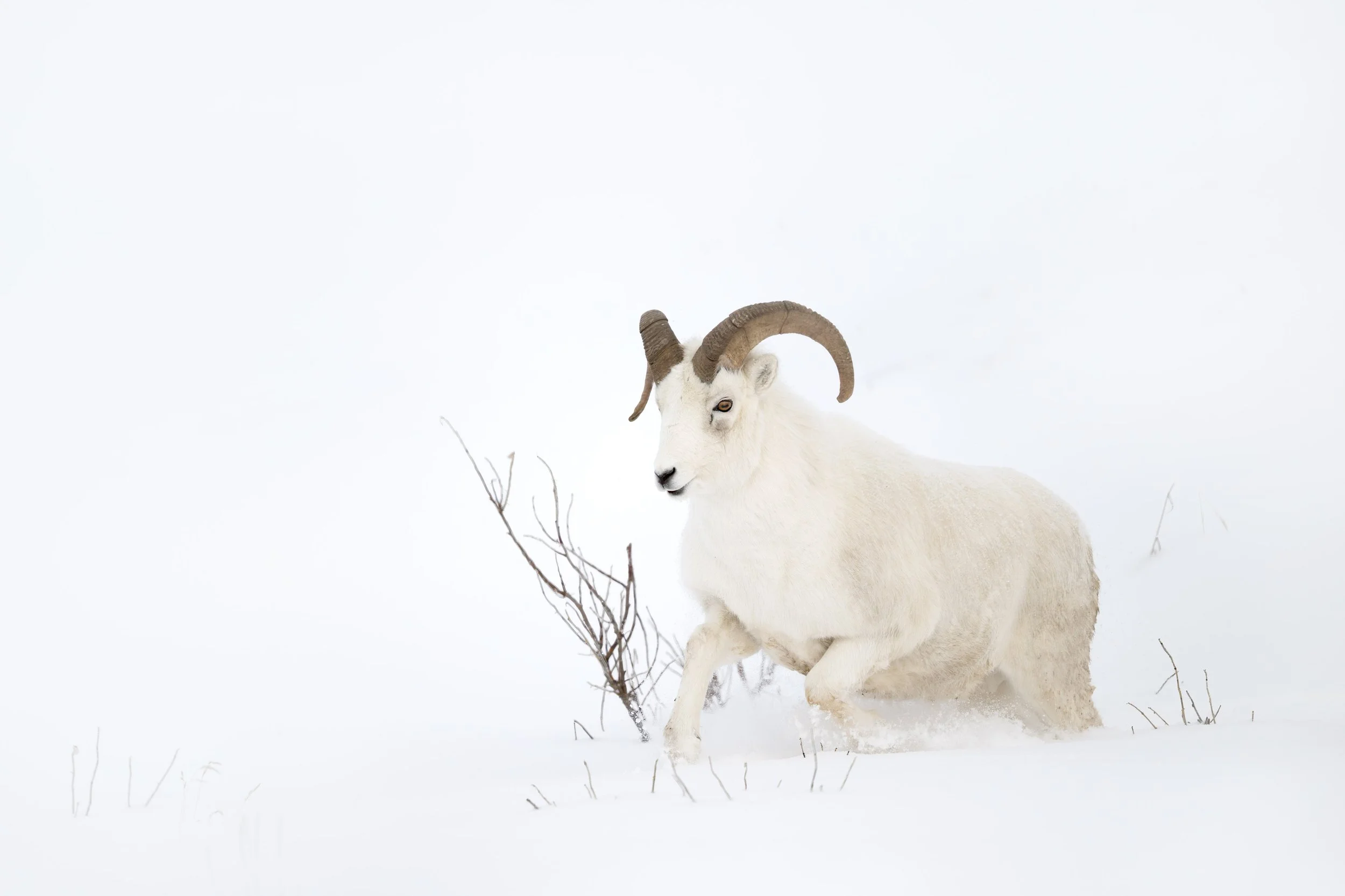 dall_sheep_046_5883-Edit.jpg