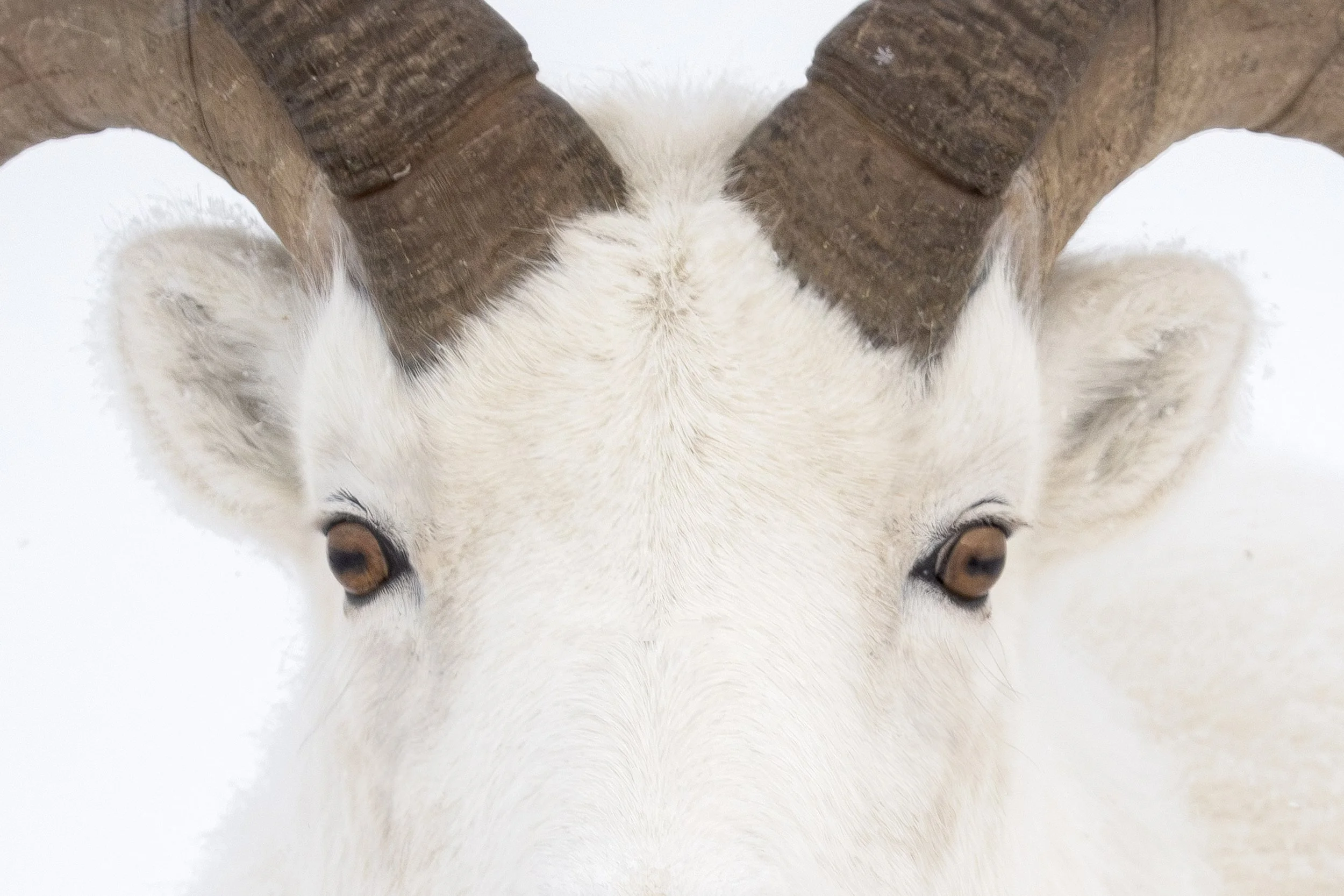 dall_sheep_046_6086-Edit.jpg
