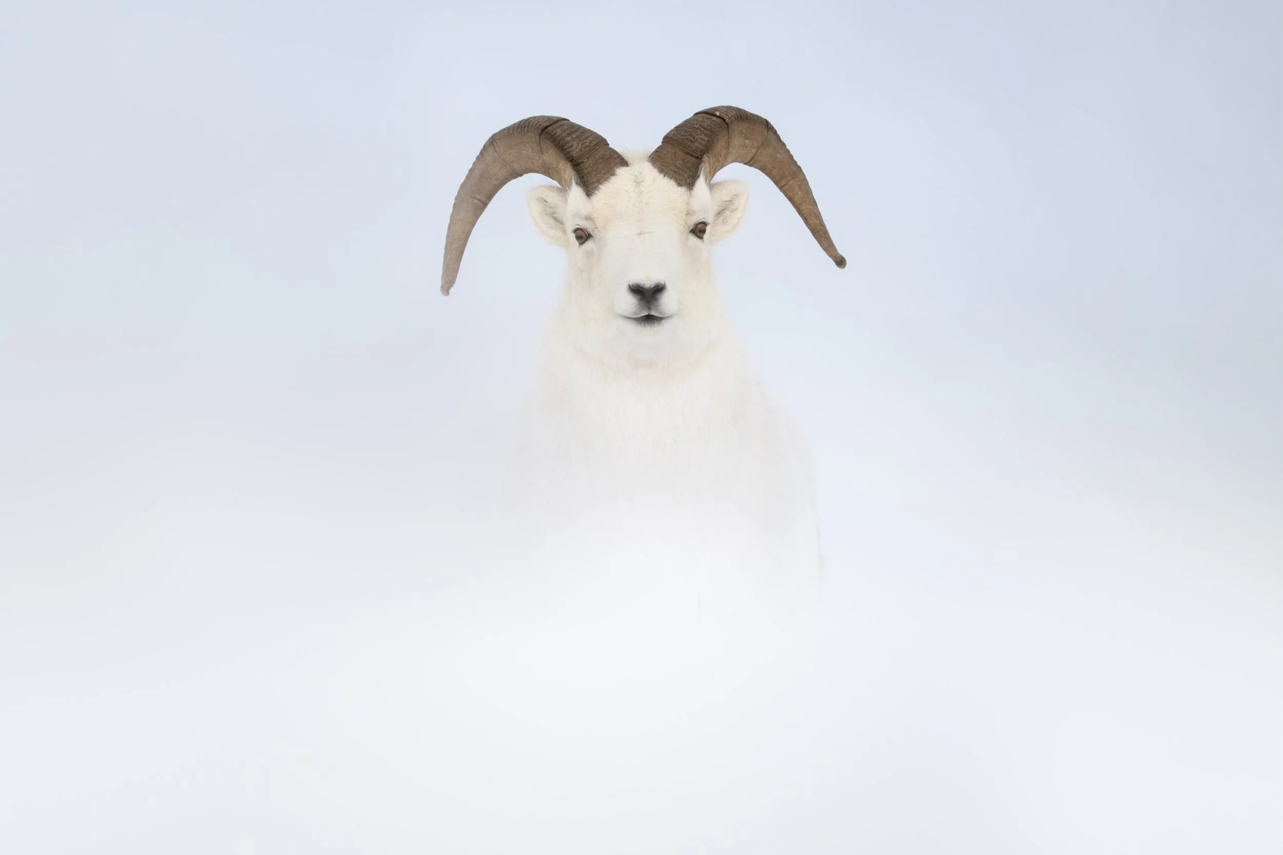 dall_sheep_046_6372-Edit.jpg