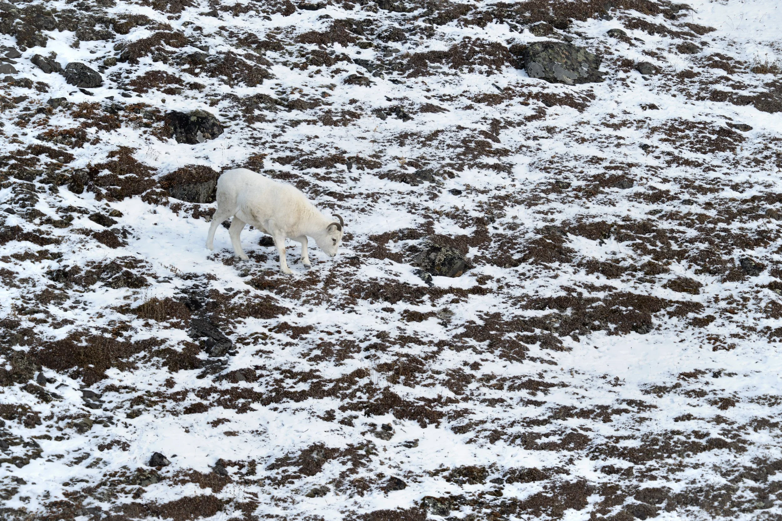 dall_sheep_045_5066.jpg