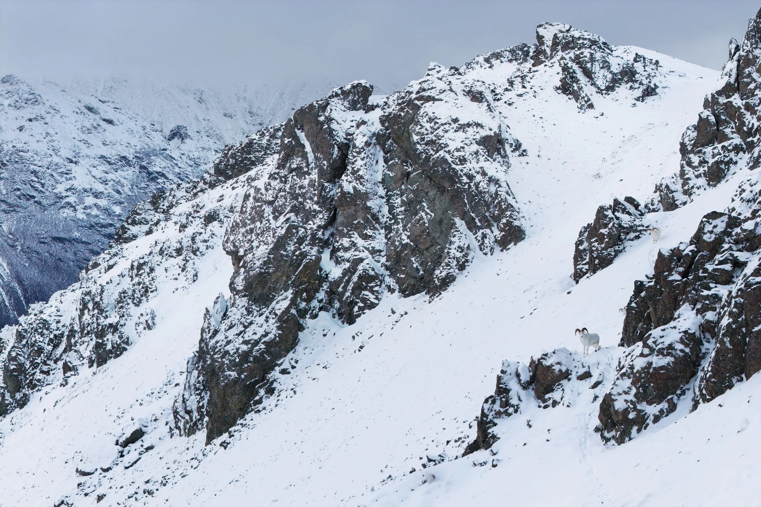 dall_sheep_0646_0392_D.jpg