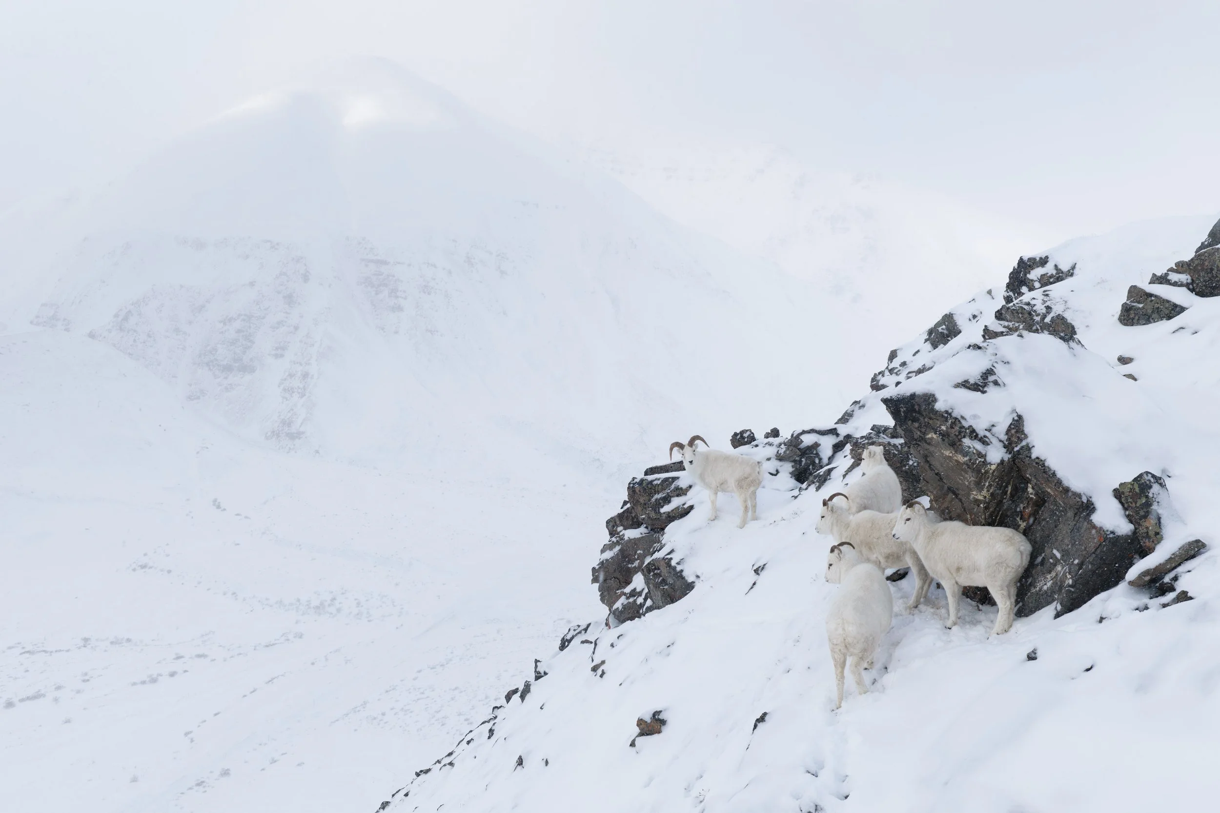 dall_sheep_DJI_20261021072527_0395_D-Edit.jpg