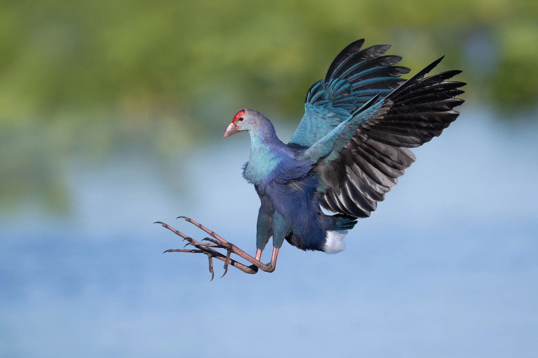 Raffel's Private Florida Tour