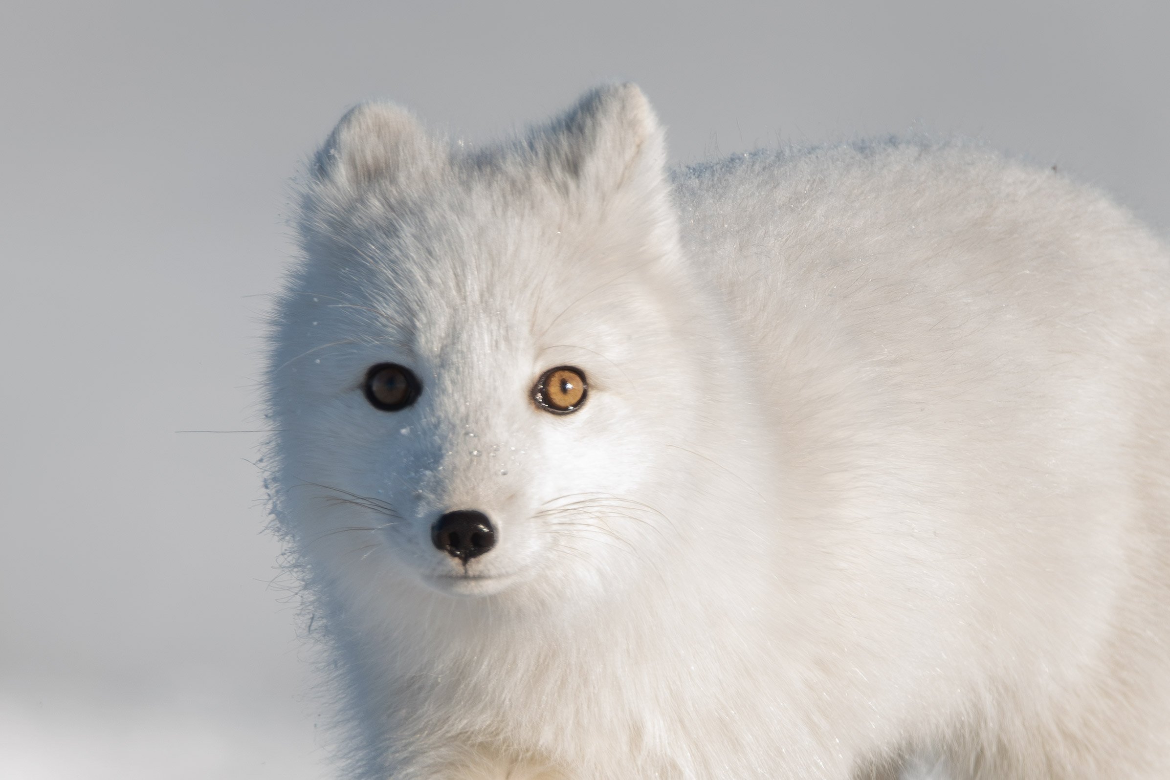 Alaska October 2026 Deposit