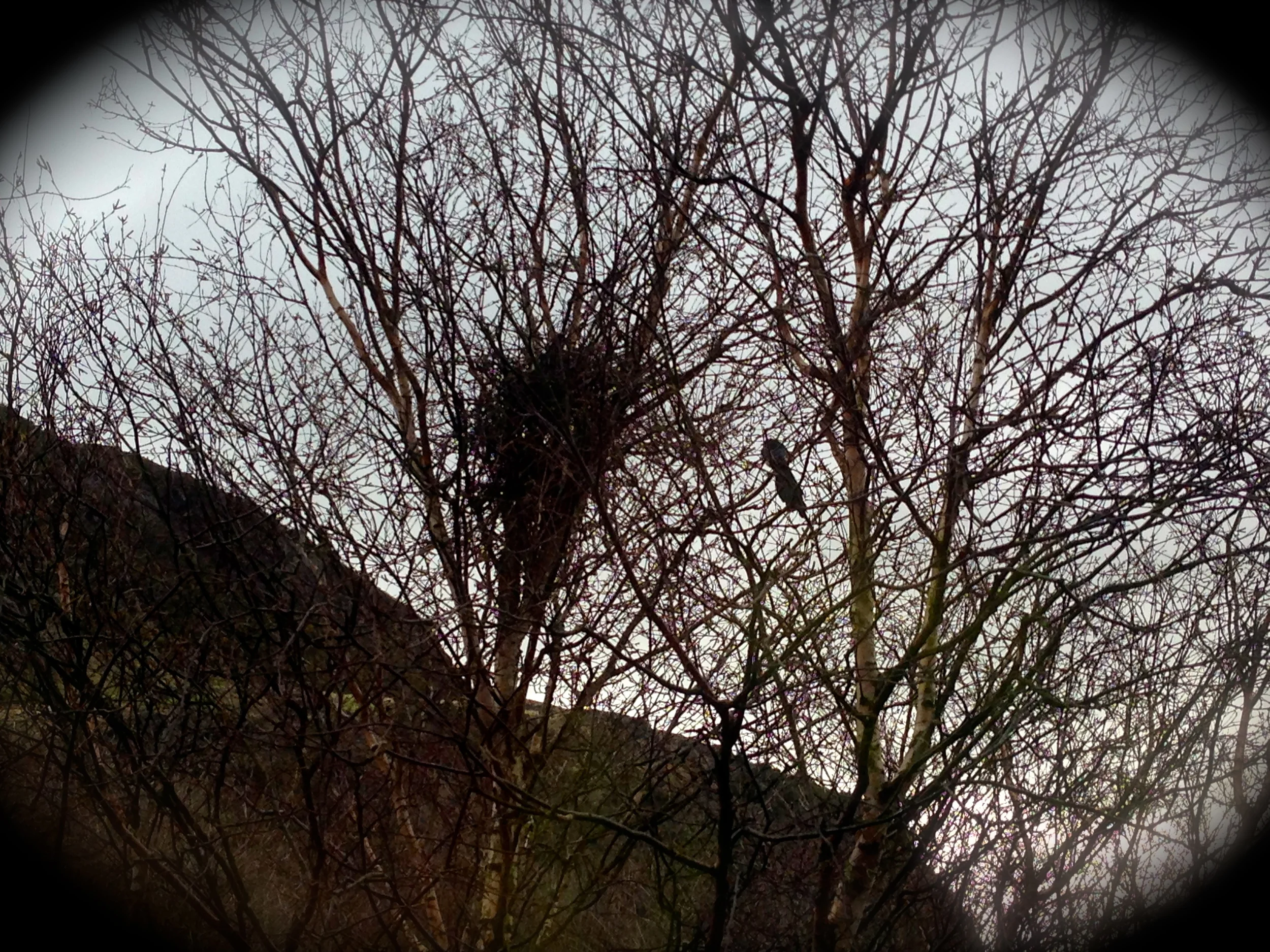 The big black shape in the middle of the tree is the nest, and the small black shape perched to the right of the nest is the magpie.