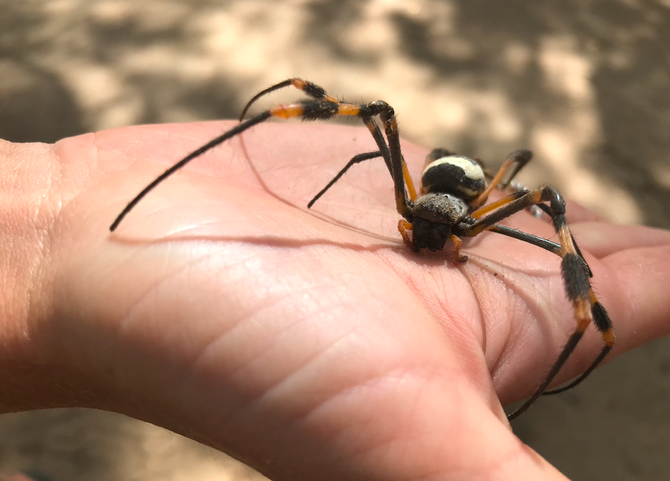 Golden Orb spider