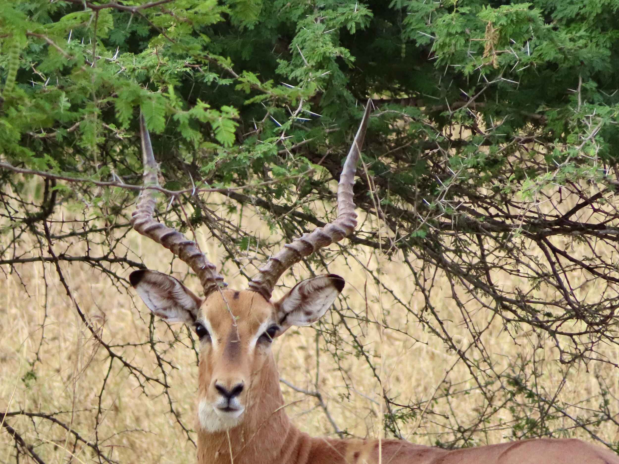 Male Impala