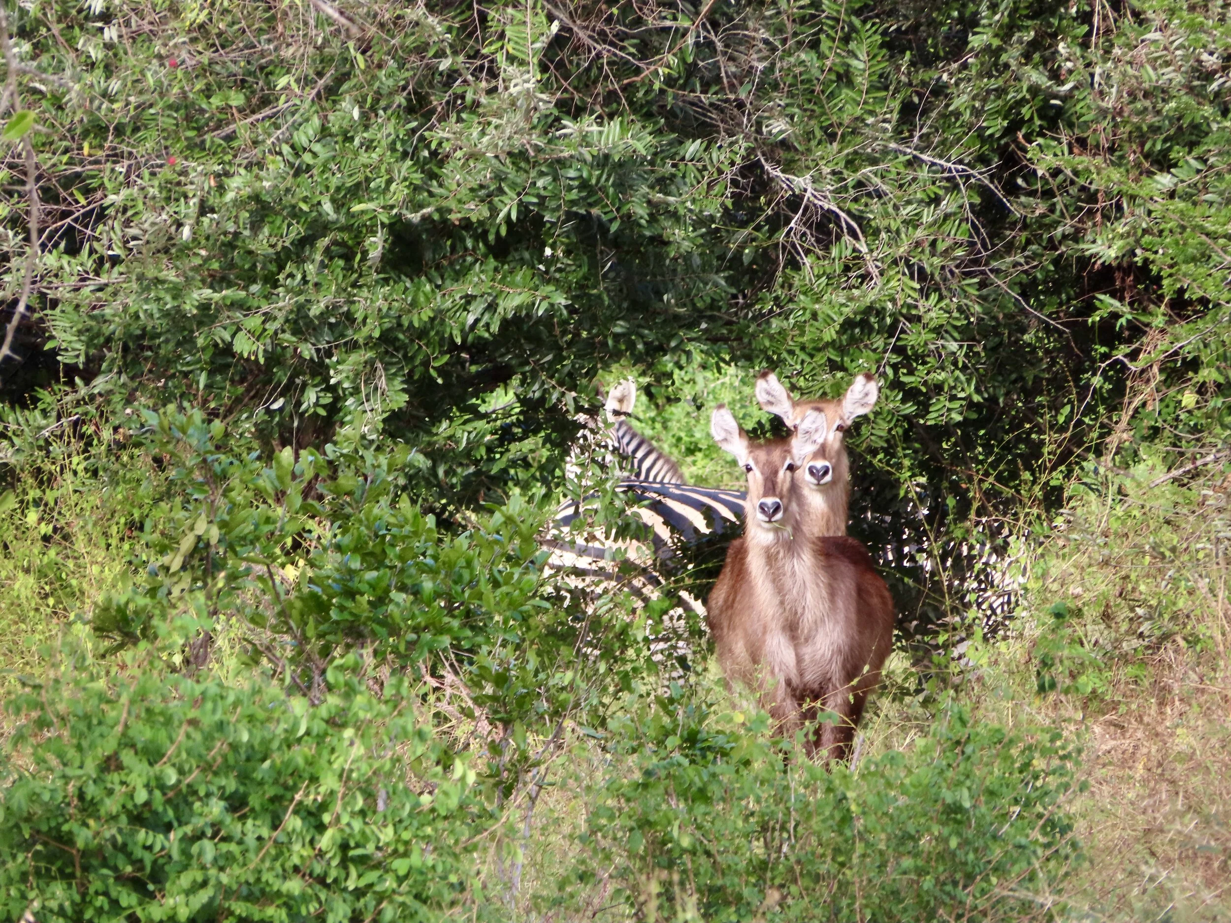 Zebra and Waterbuck