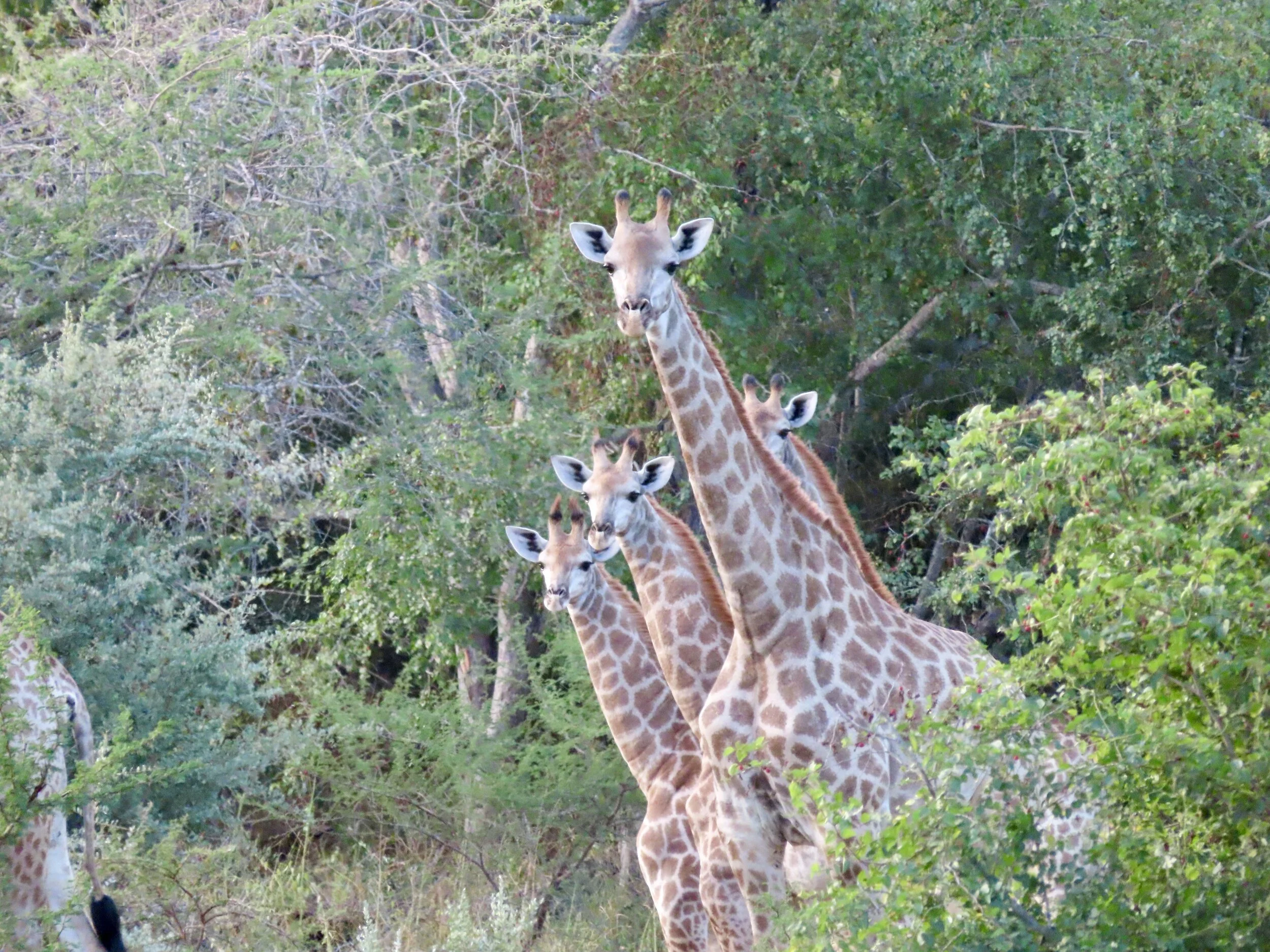 We saw a big herd of giraffe