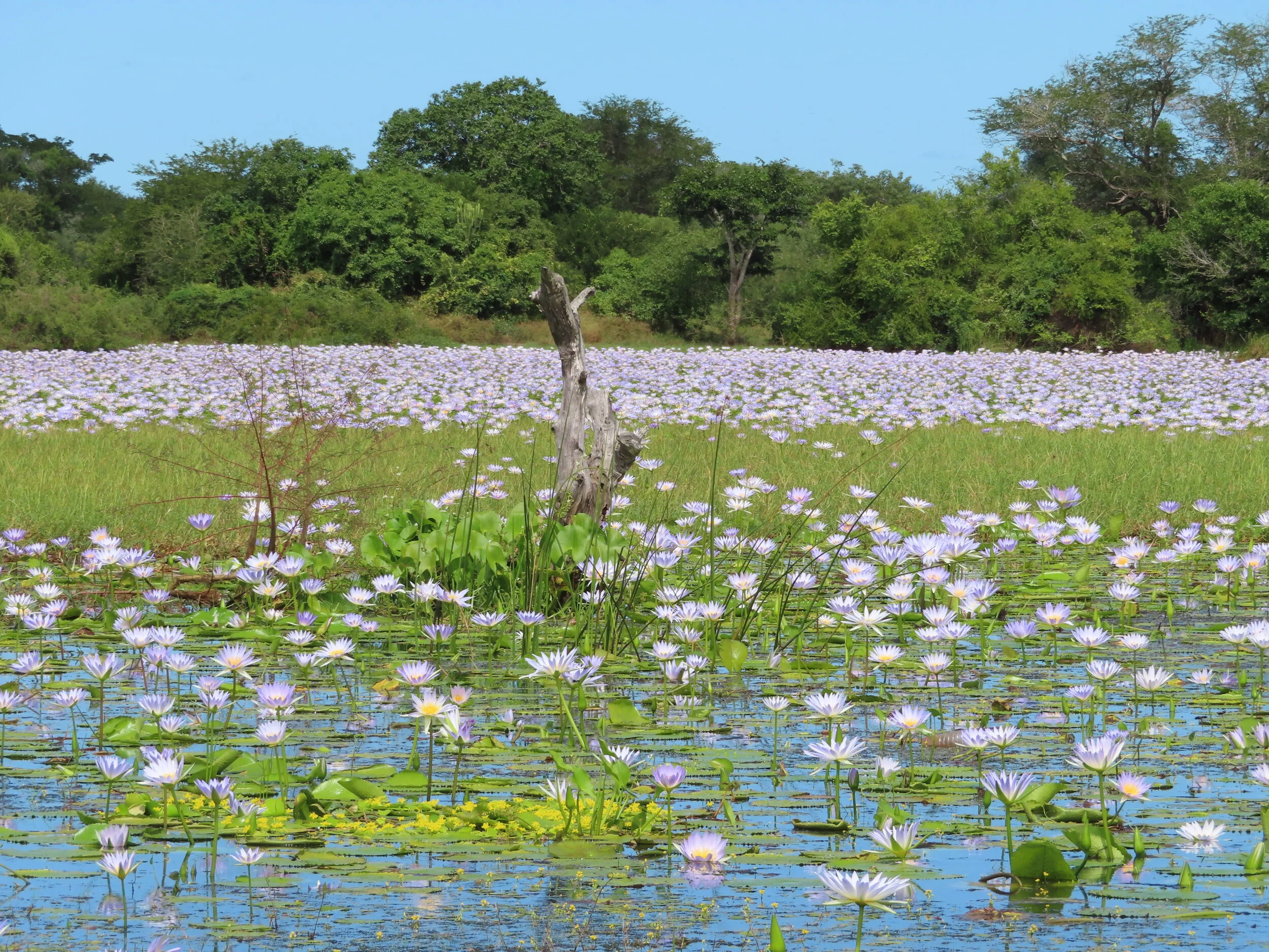 A beautiful pan near Mabote