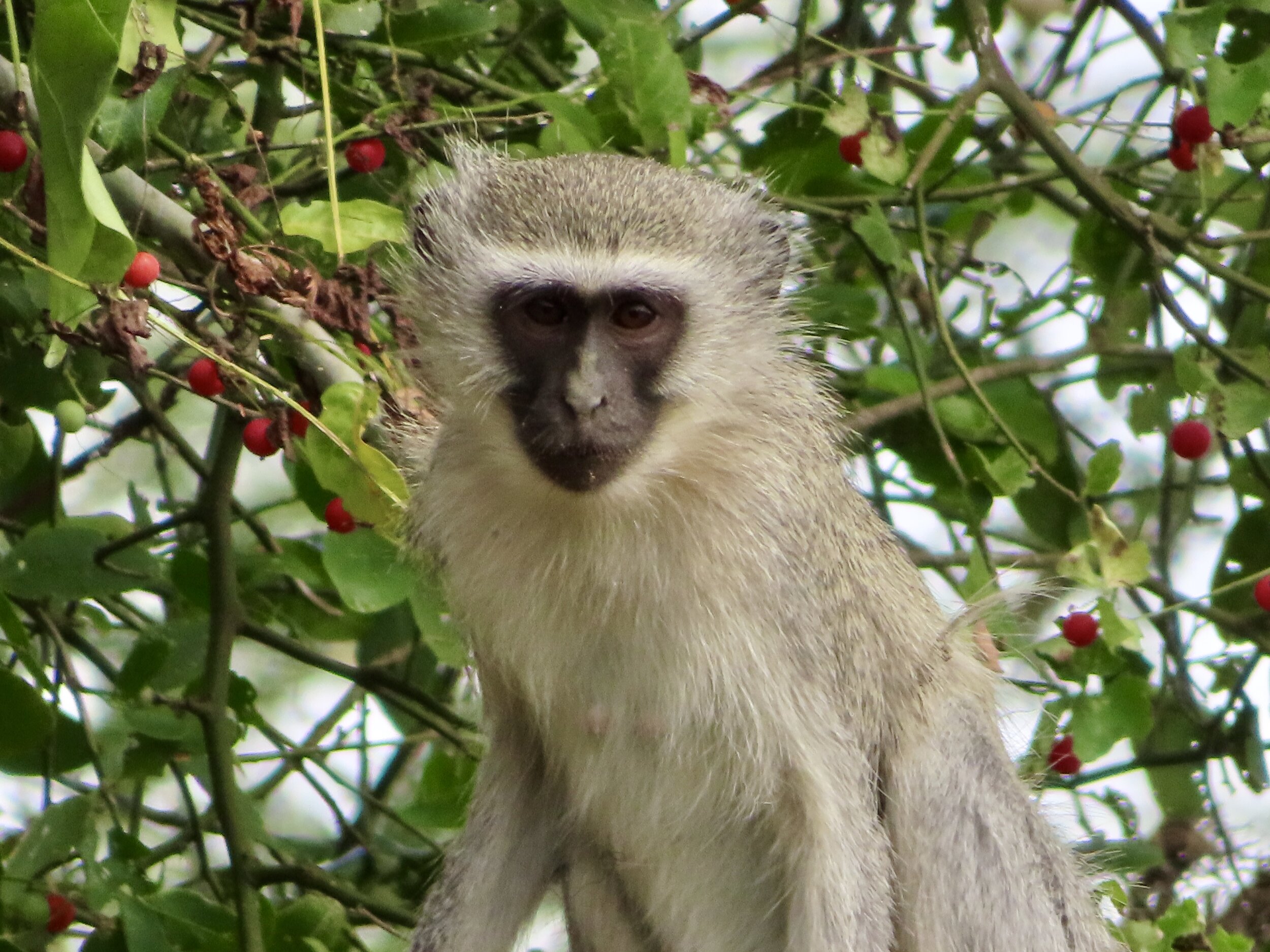 Vervet Monkey