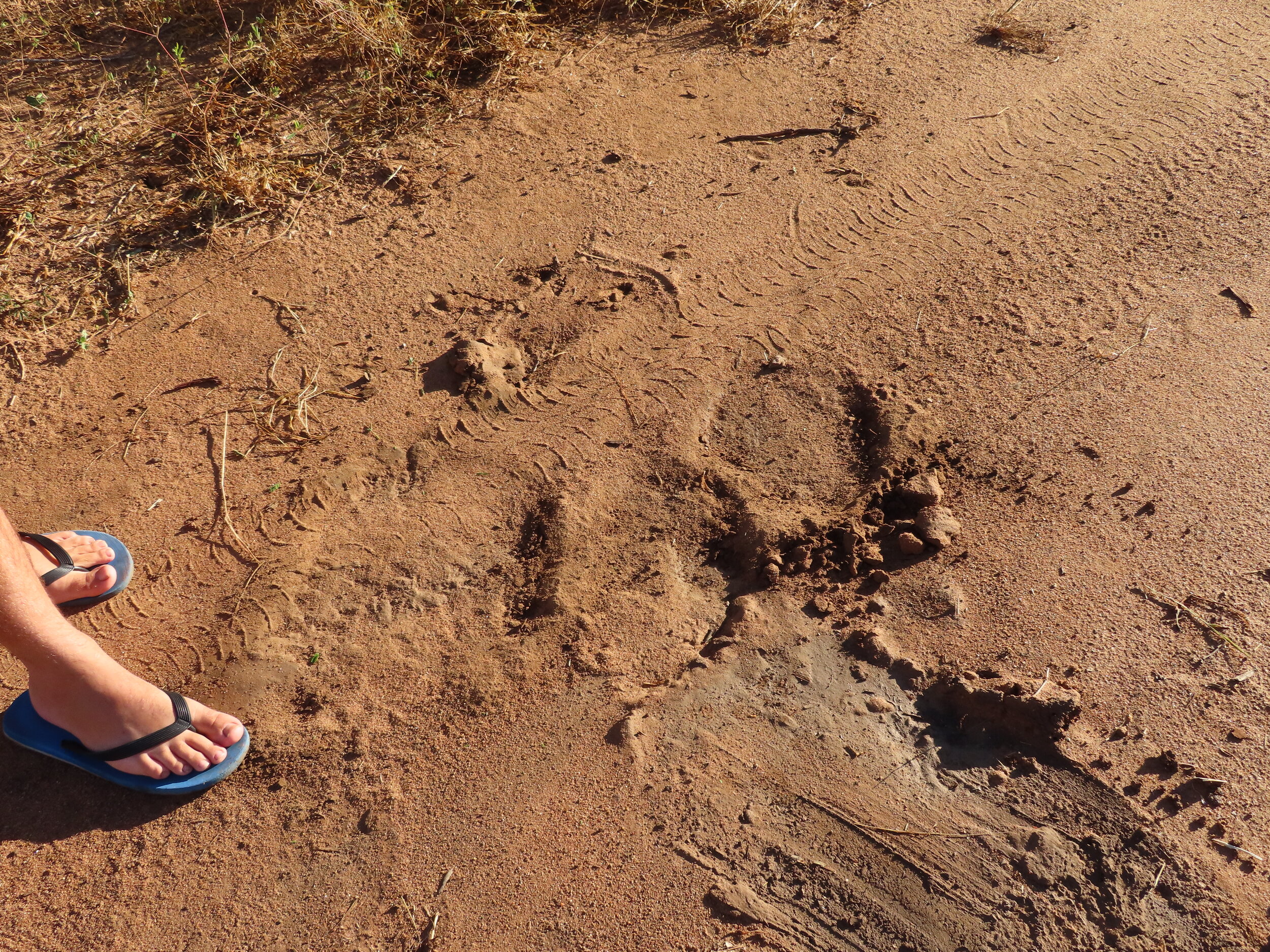 Elephant footprints