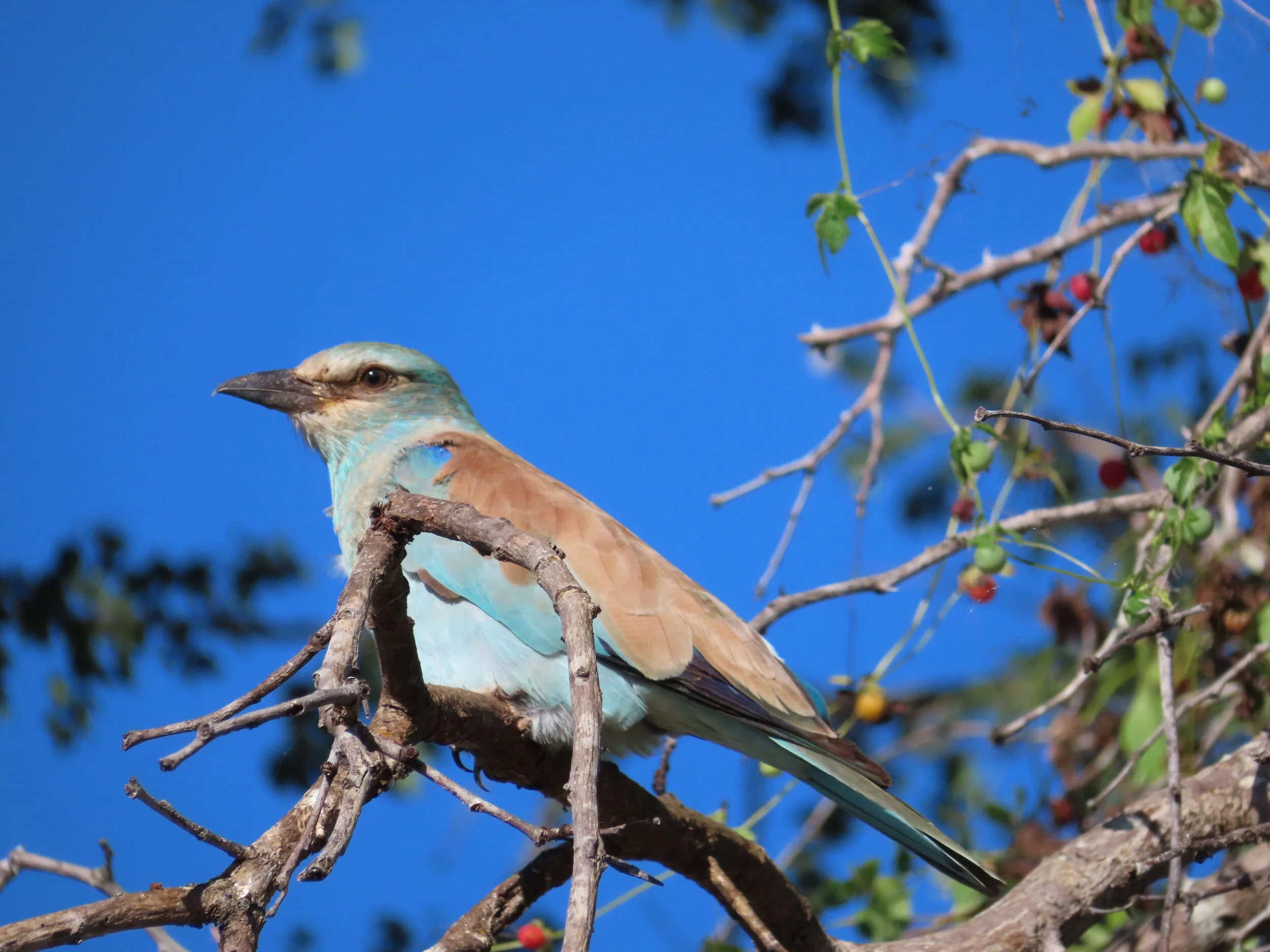 European Roller