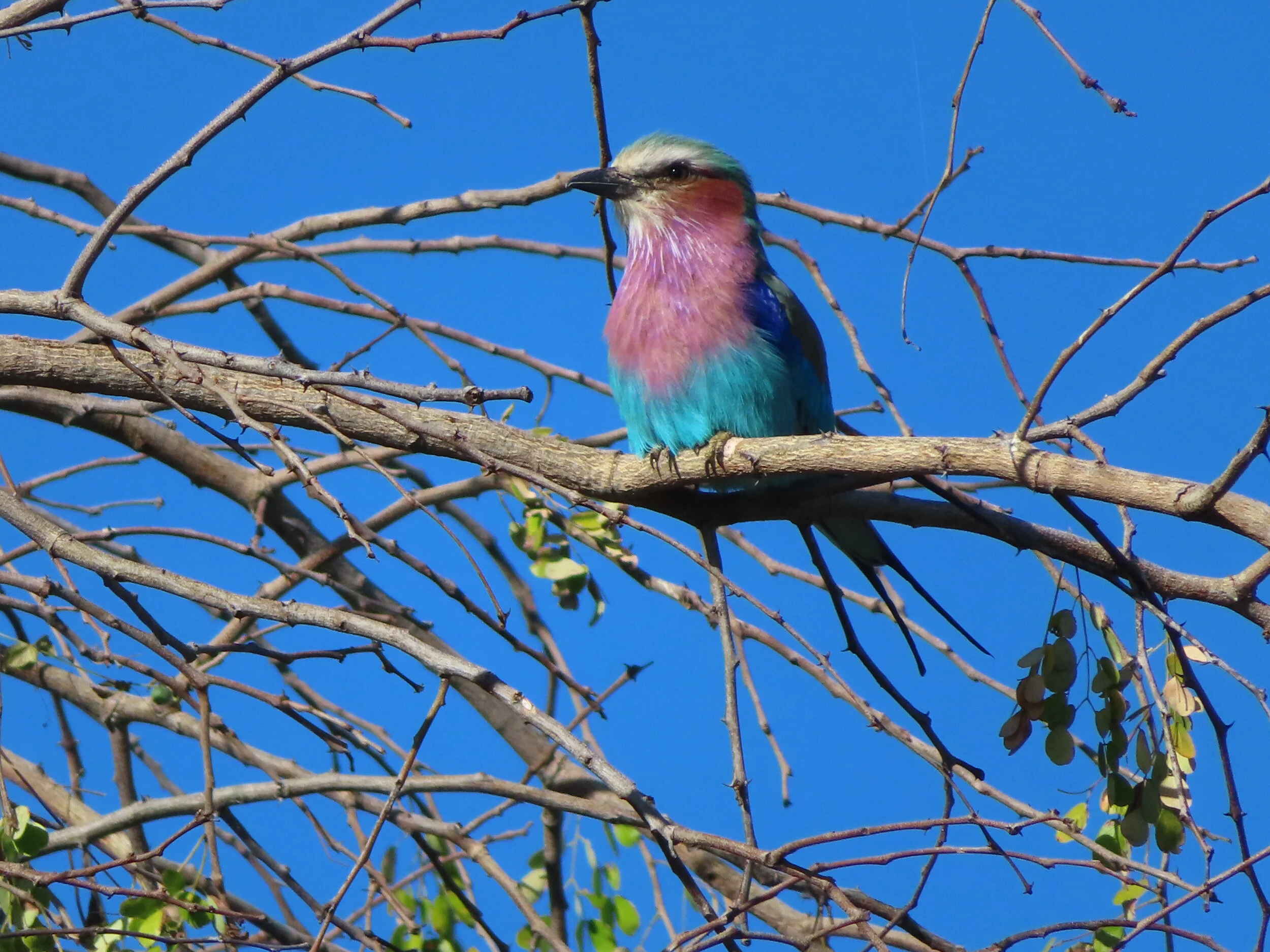 Lilac Breasted Roller