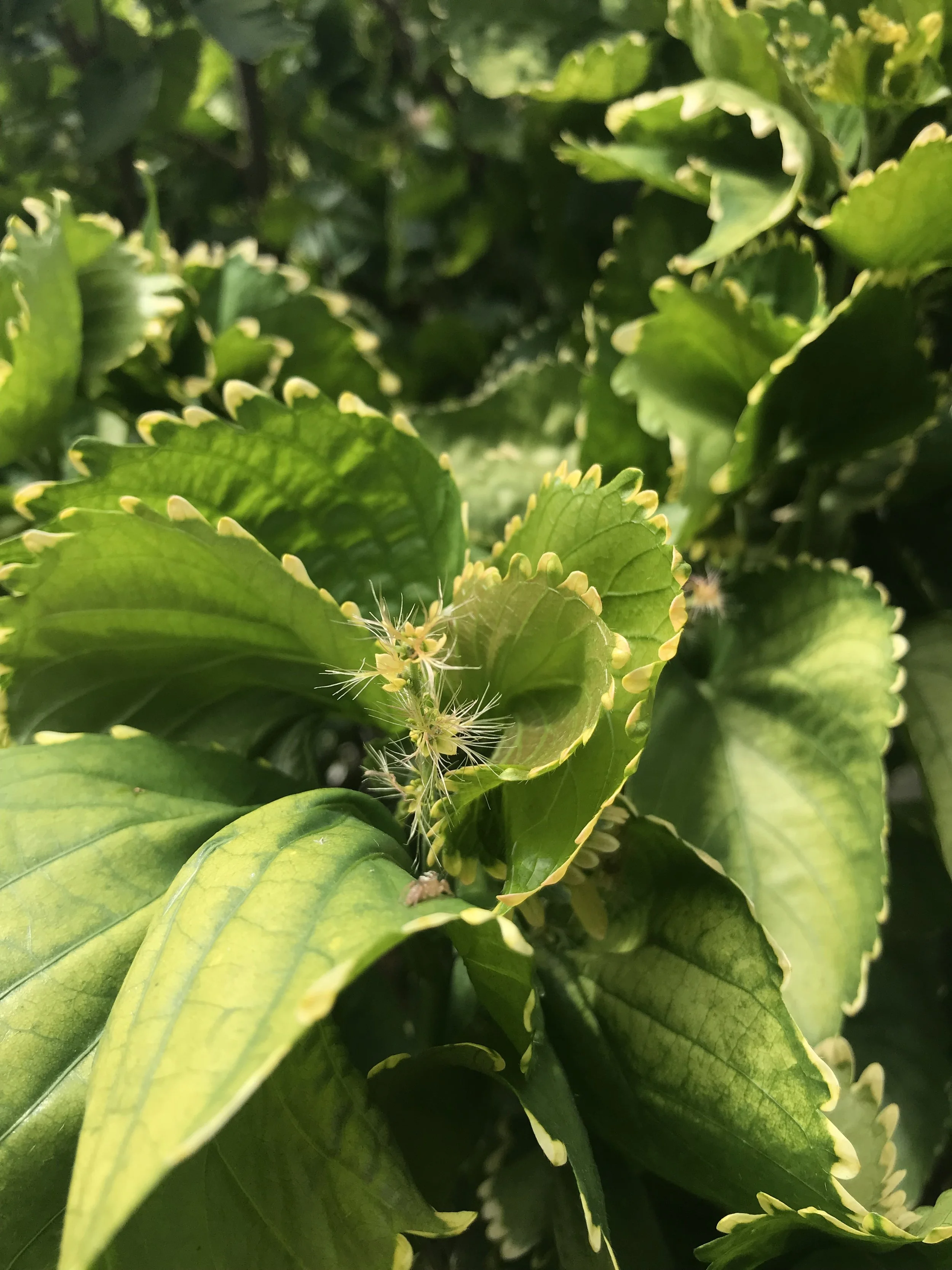 Coming back into Summer