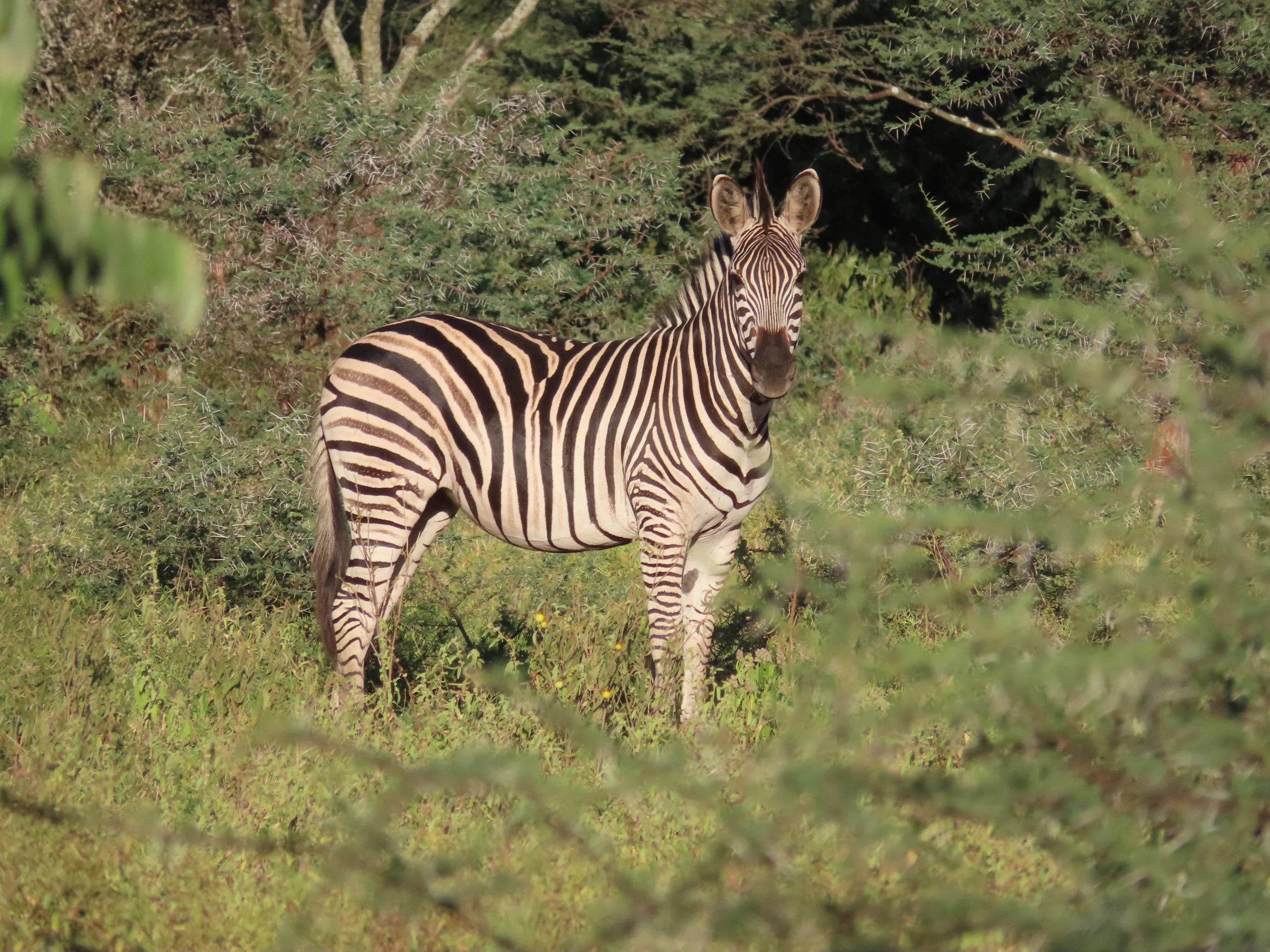 A late afternoon drive through the Zimbabwean bush 