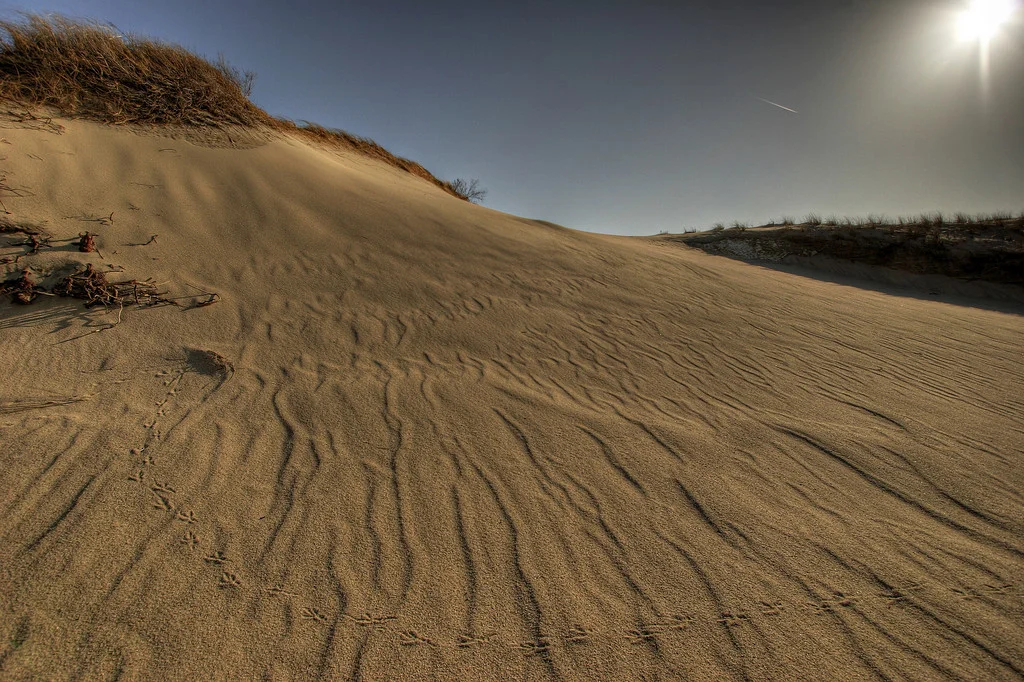      

 
  Dune tracks, Cape Cod
 






















     