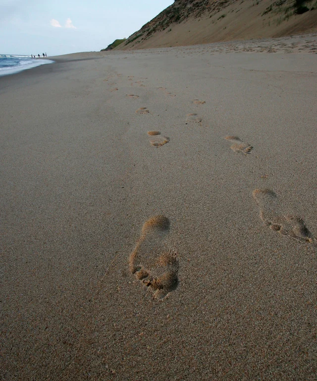      

 
  Footprints, Cape Cod
 






















     