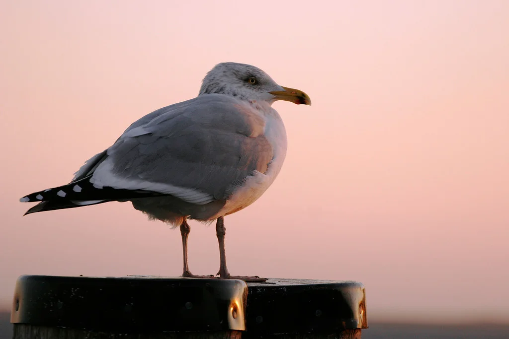      

 
  Gull at sunset, Provincetown
 






















     