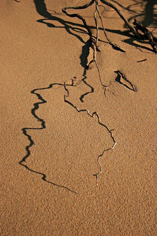      

 
  Dune shadow, Cape Cod
 






















     