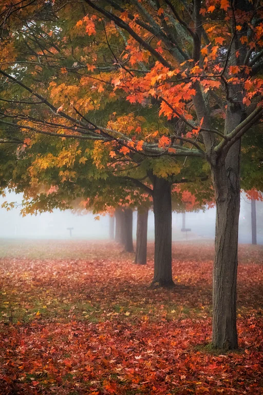 Maple row