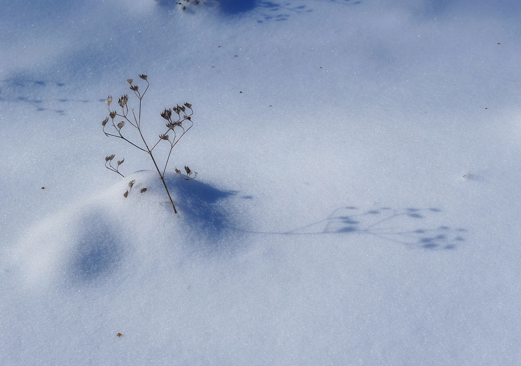 Weed shadow