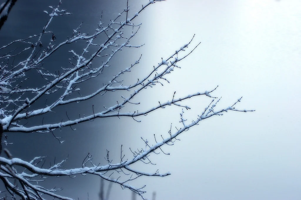 Branches and snow, Mumford River