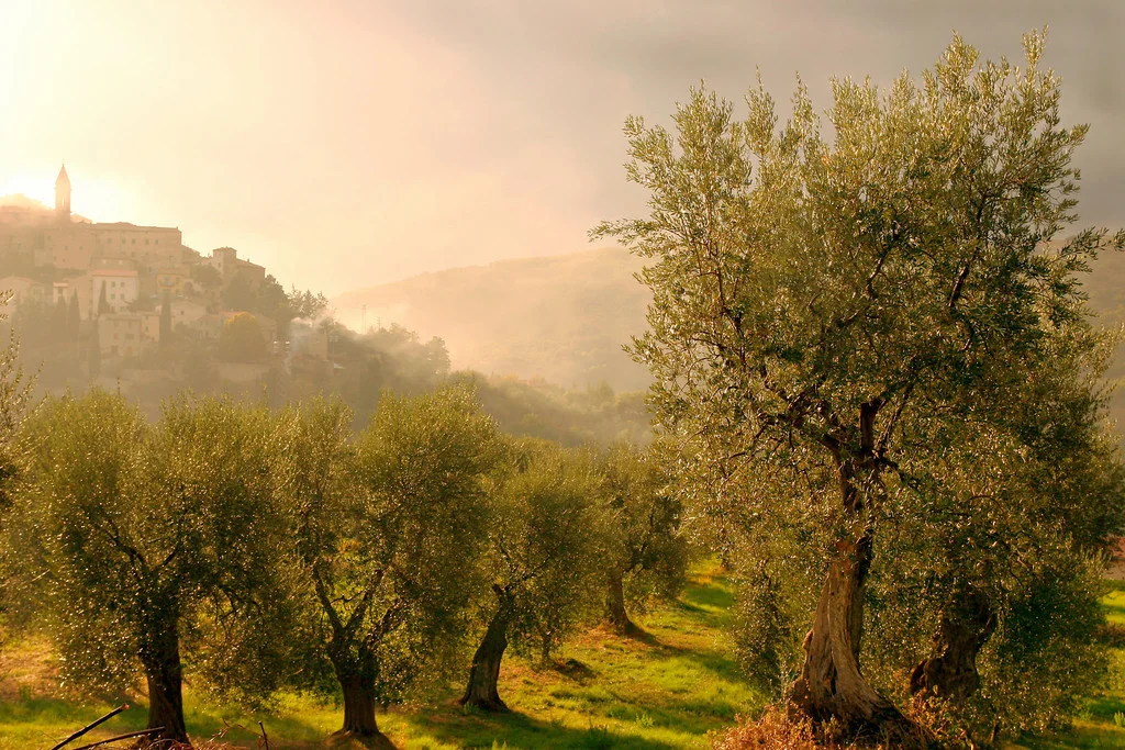      

 
  Olive grove, Seggiano
 






















     