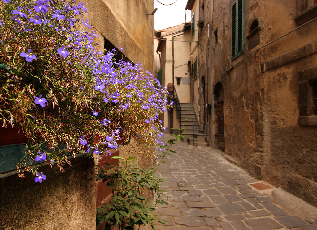      

 
  Flowers, Castel di Piano
 






















     