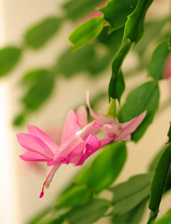      

 
  Christmas cactus
 






















     
