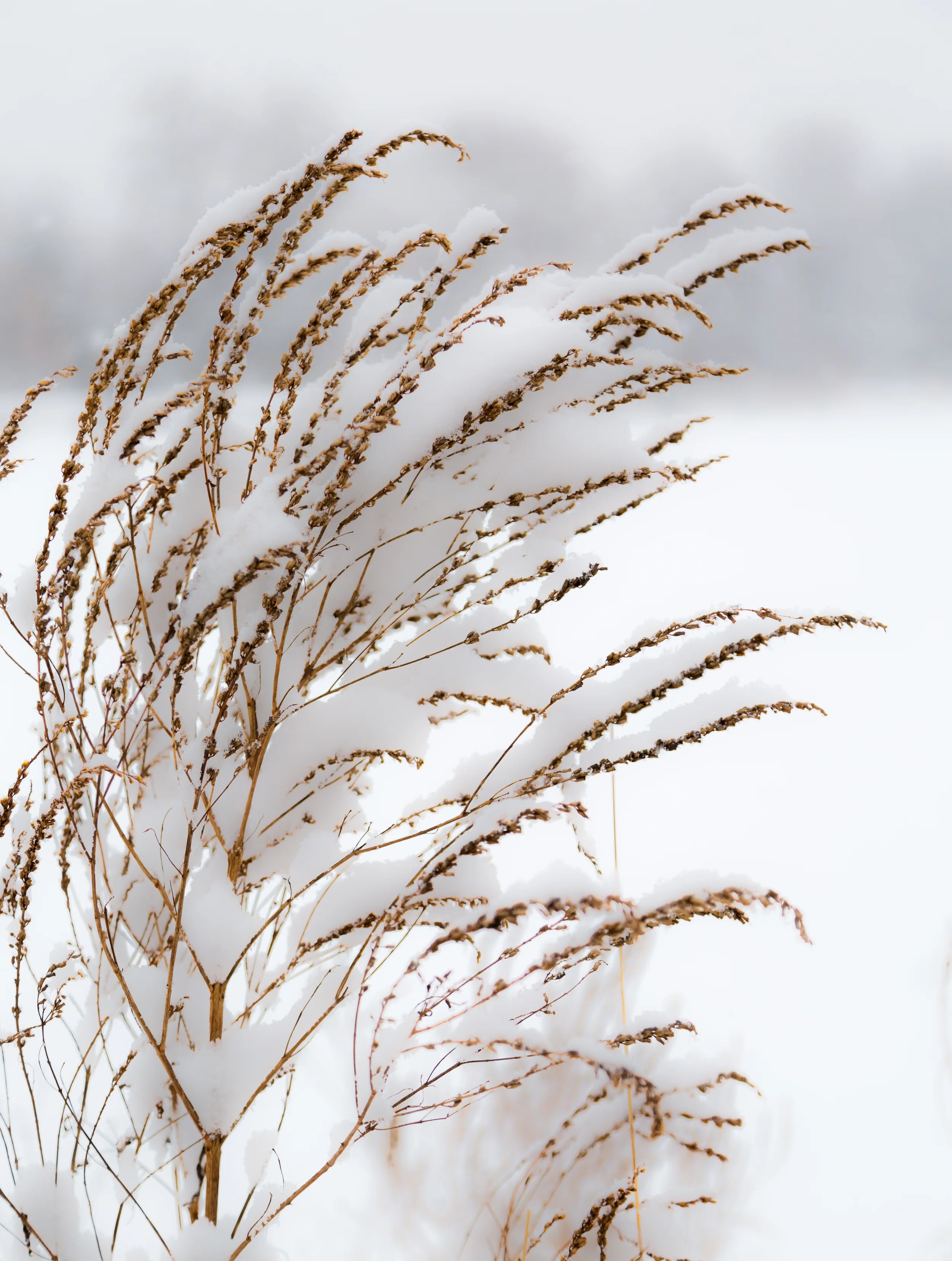 Winter weeds