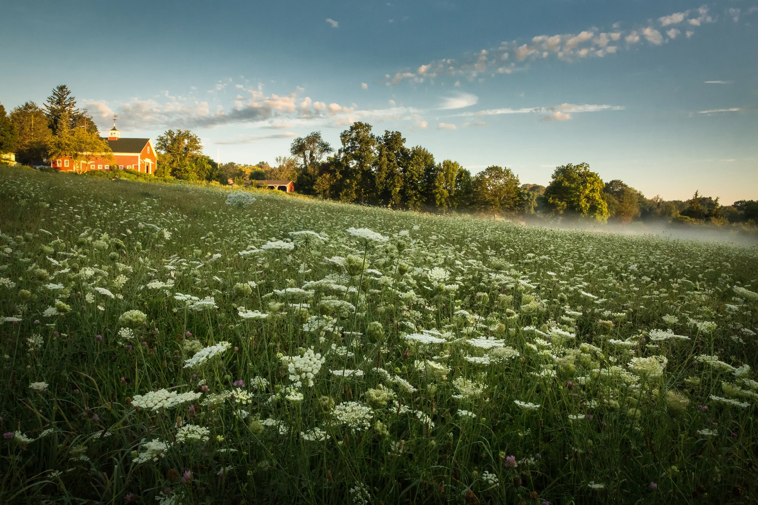 Queen Anne's Lace, Mendon