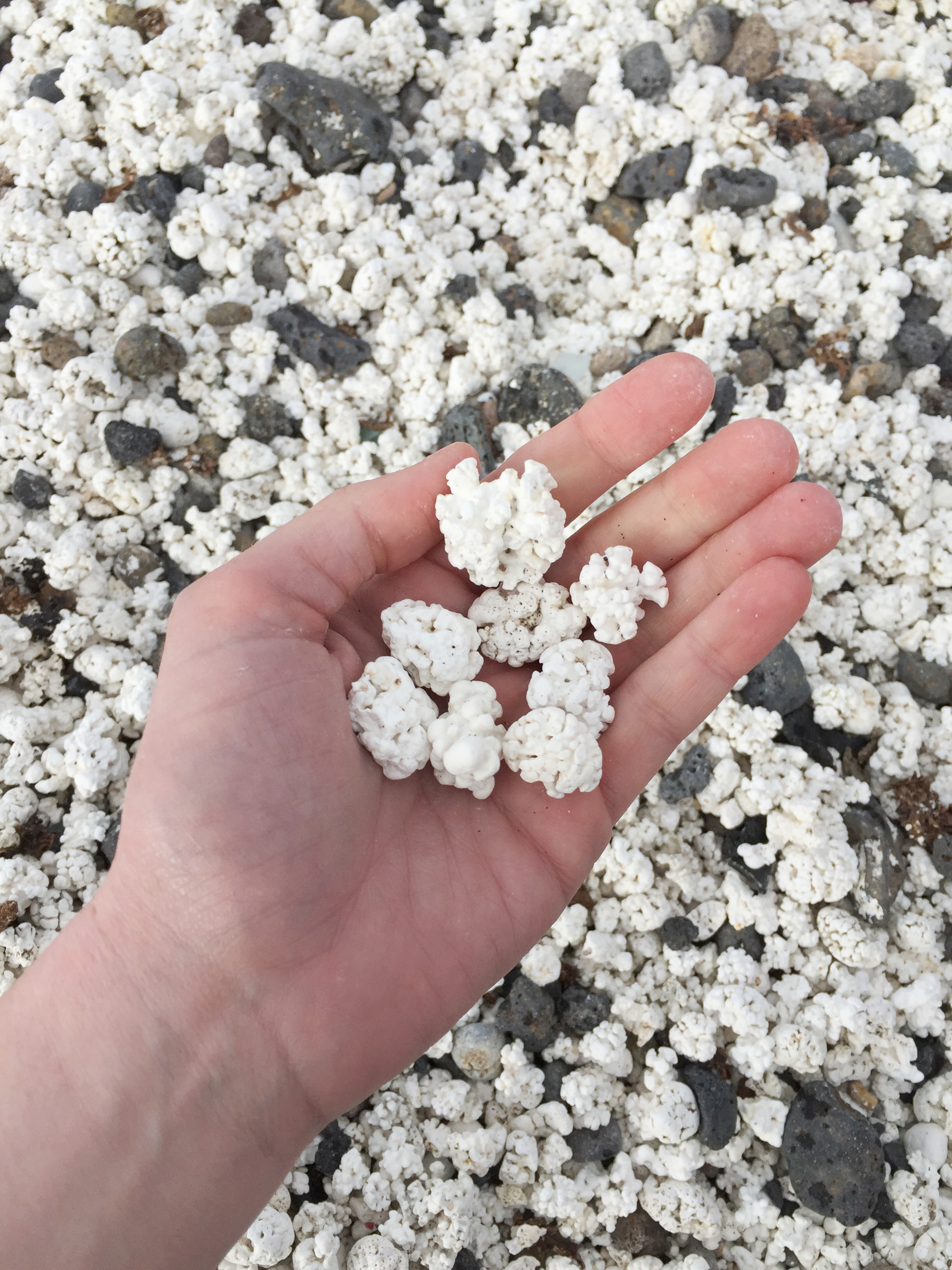 Coral rocks on the beach