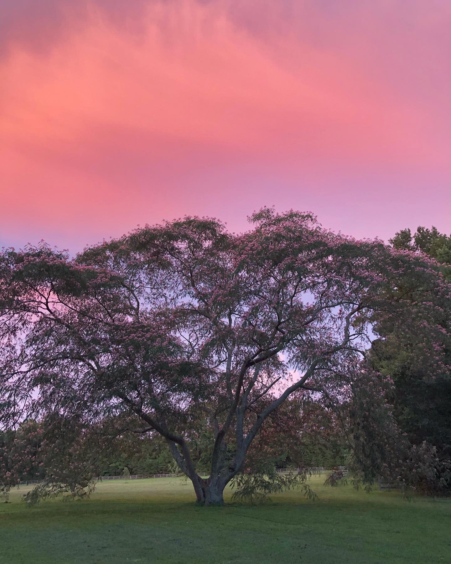 All of my wildest dreams came true🔮

#sunset #tree #mimosa #summer #vibes #dream #love #magic