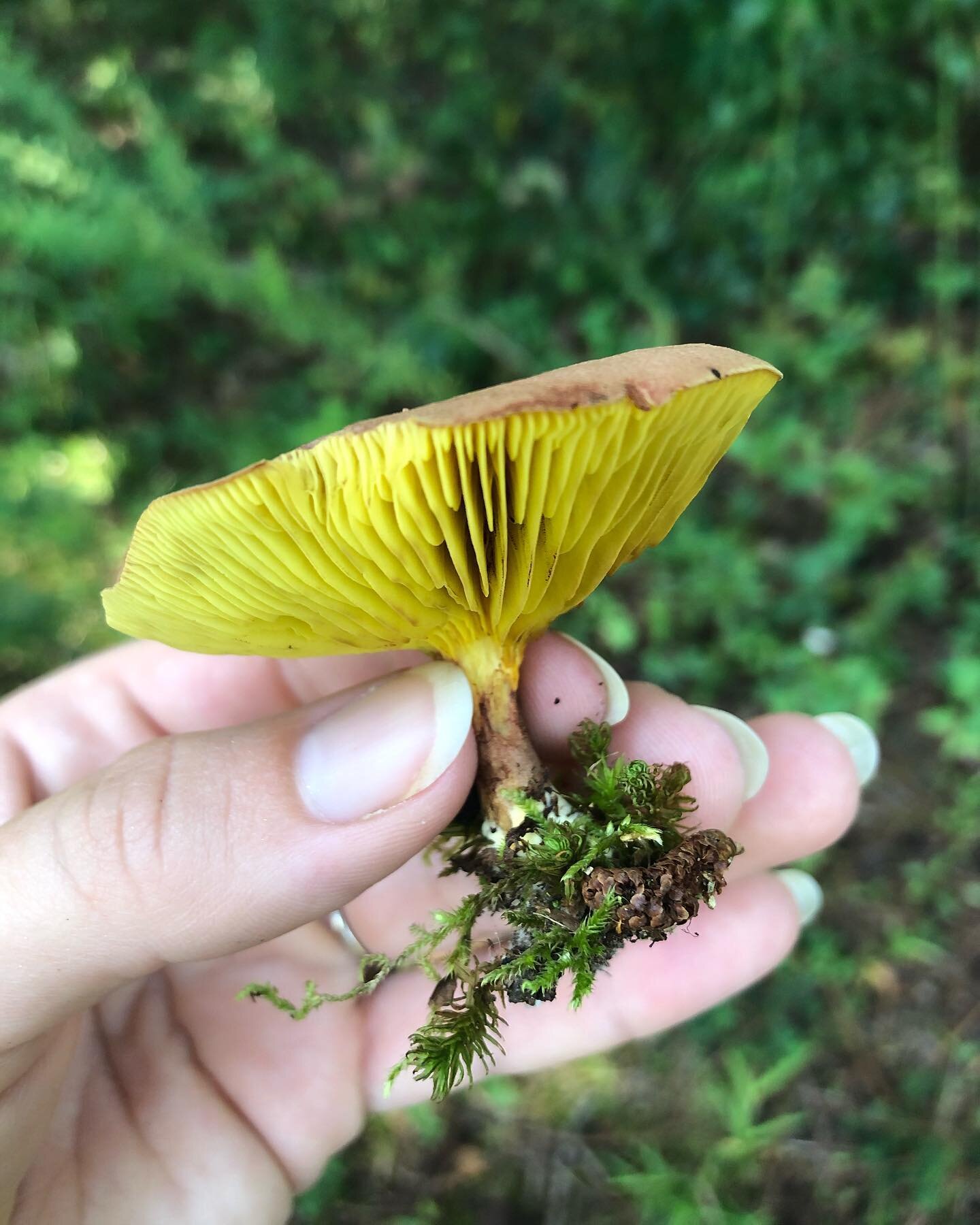 My first mushroom expedition around our property yielded 30 different species! I am blown away and can&rsquo;t wait to learn more about mycology! 🍄

#mushroom #fungi #mycology #foraging #garden #love #wonder #learning