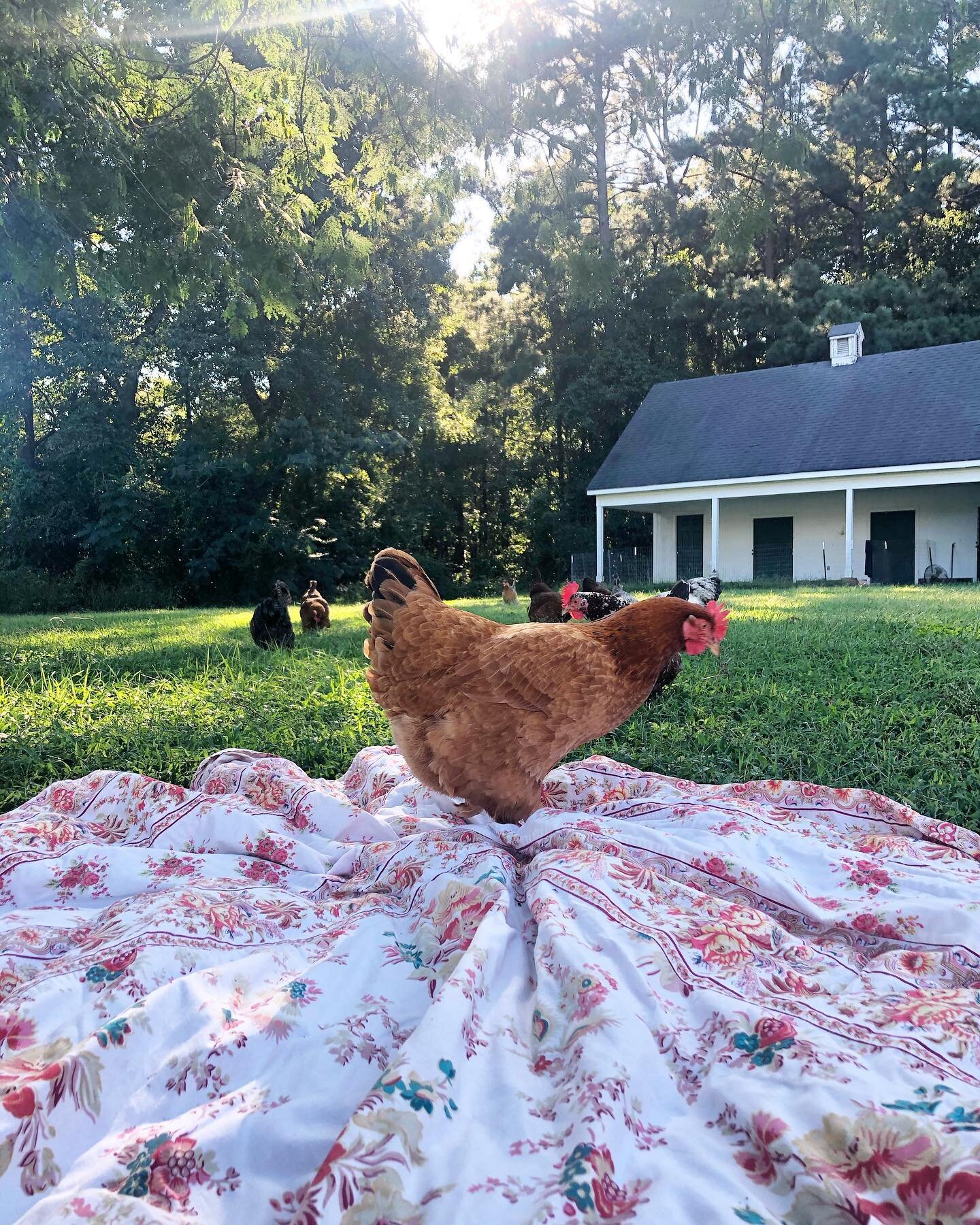 Cinnamon 🧡

#chickens #backyardgarden #backyardchickens #friends #wonder #curiosity #peace #cinnamon #pets #petchickens #love